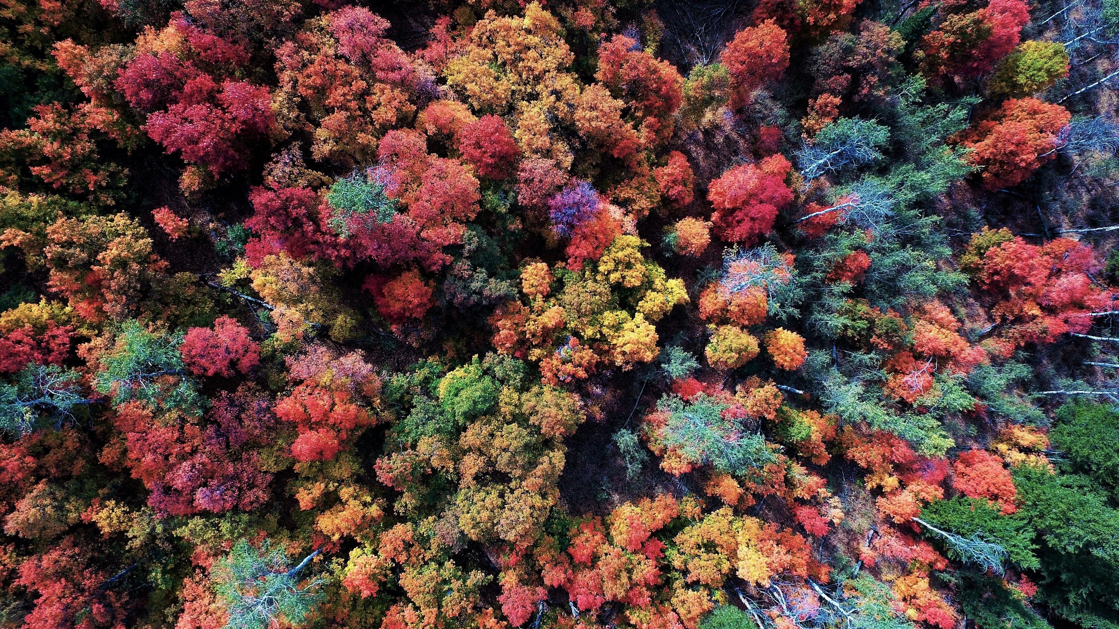 Colorful Aerial View of Fall Forest 4k HD Wallpaper