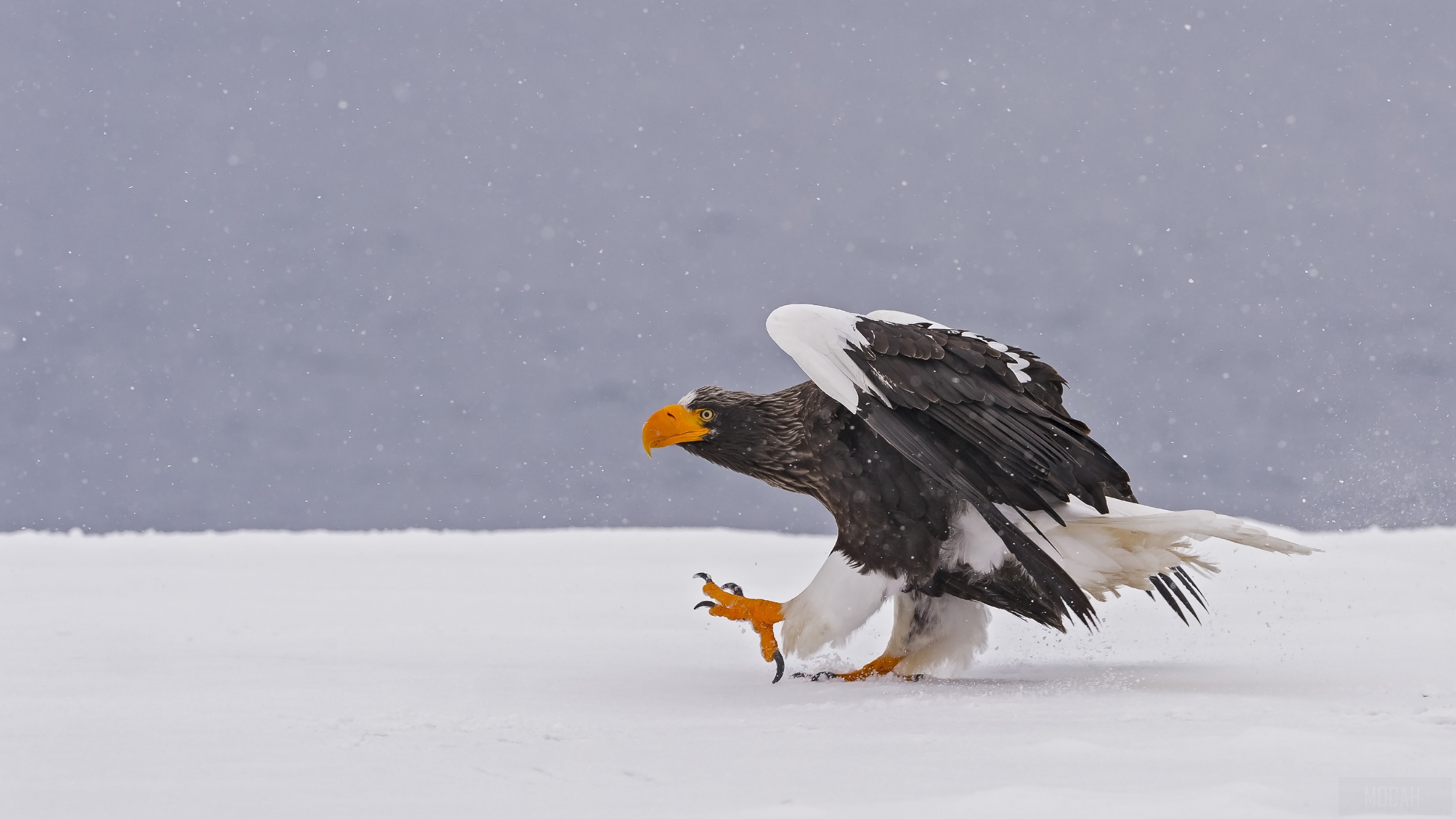Steller's Sea Eagle in Winter Snow HD Wallpaper