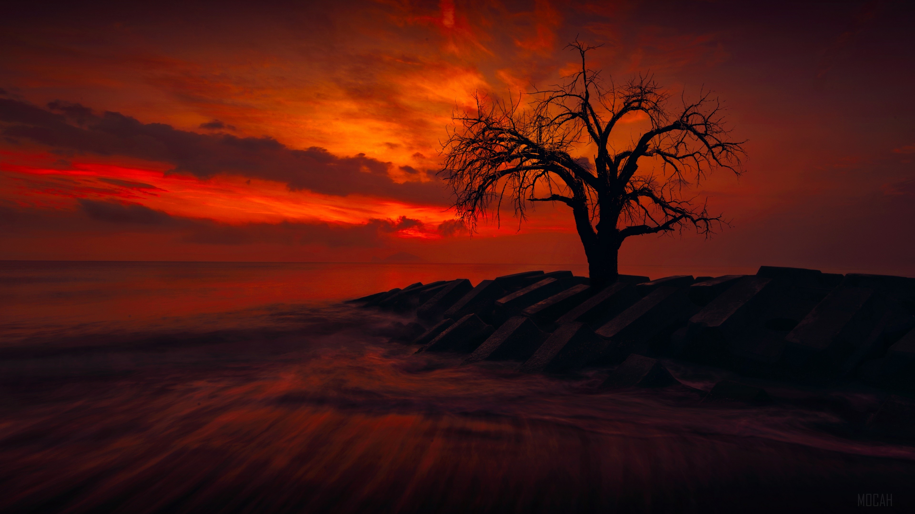 Lonely tree on rocks at sunset over ocean 4K HD Wallpaper
