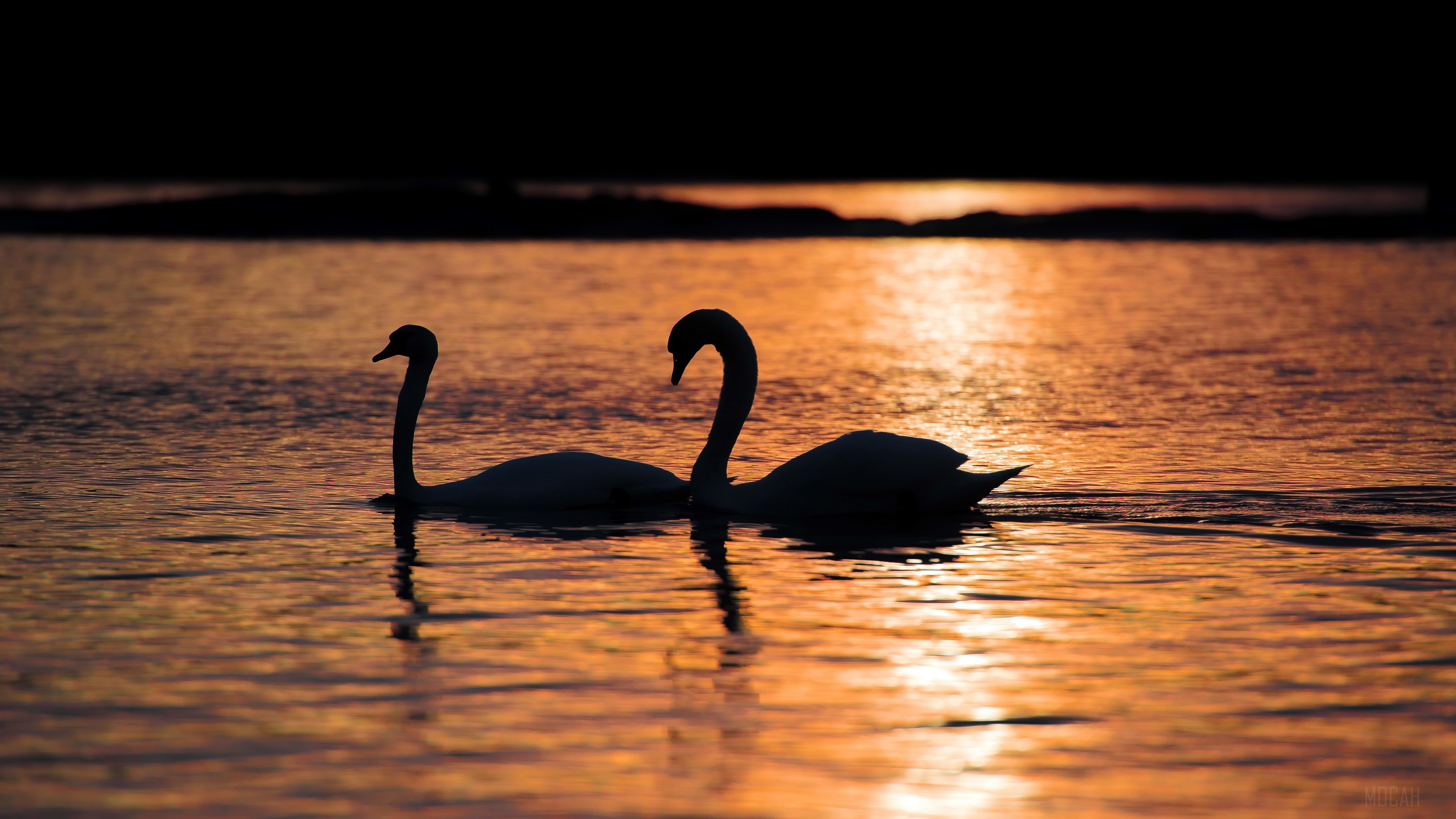 Two swans silhouetted at sunset on water HD Wallpaper
