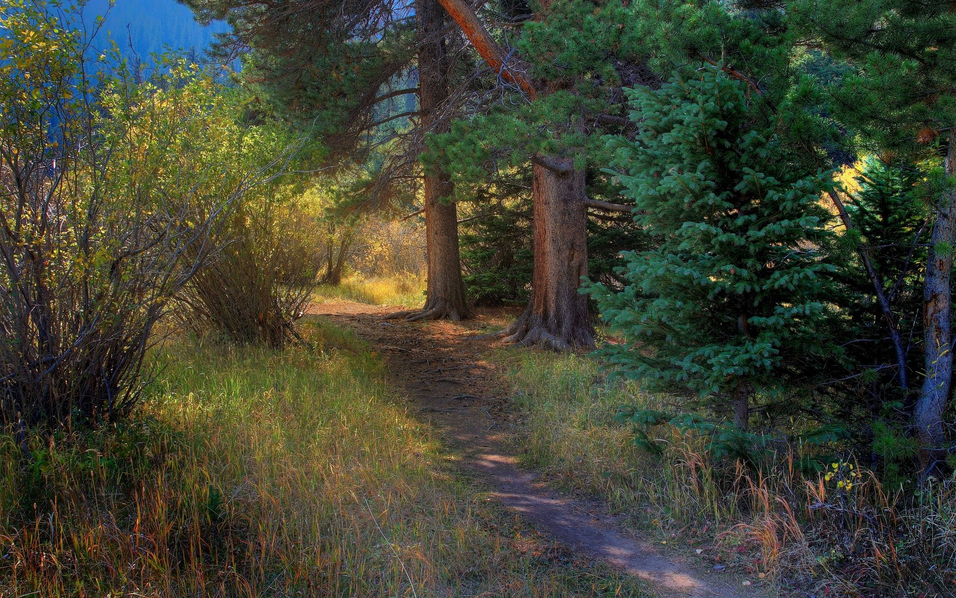 Forest path with trees and bushes HD Wallpaper