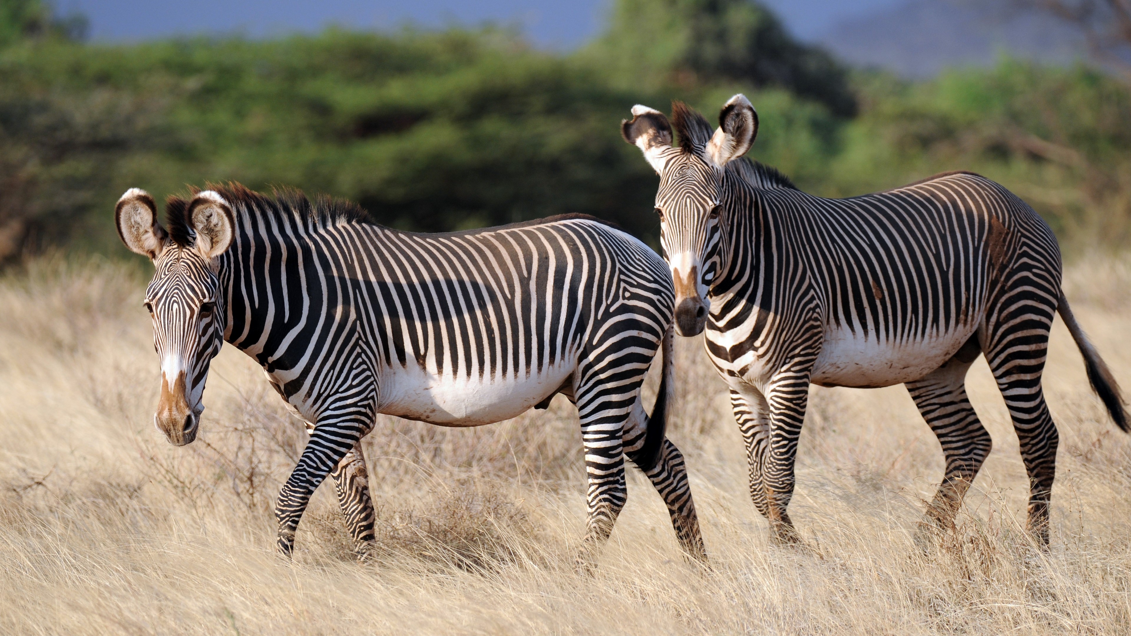 Two Grevy's zebras in dry grass HD Wallpaper