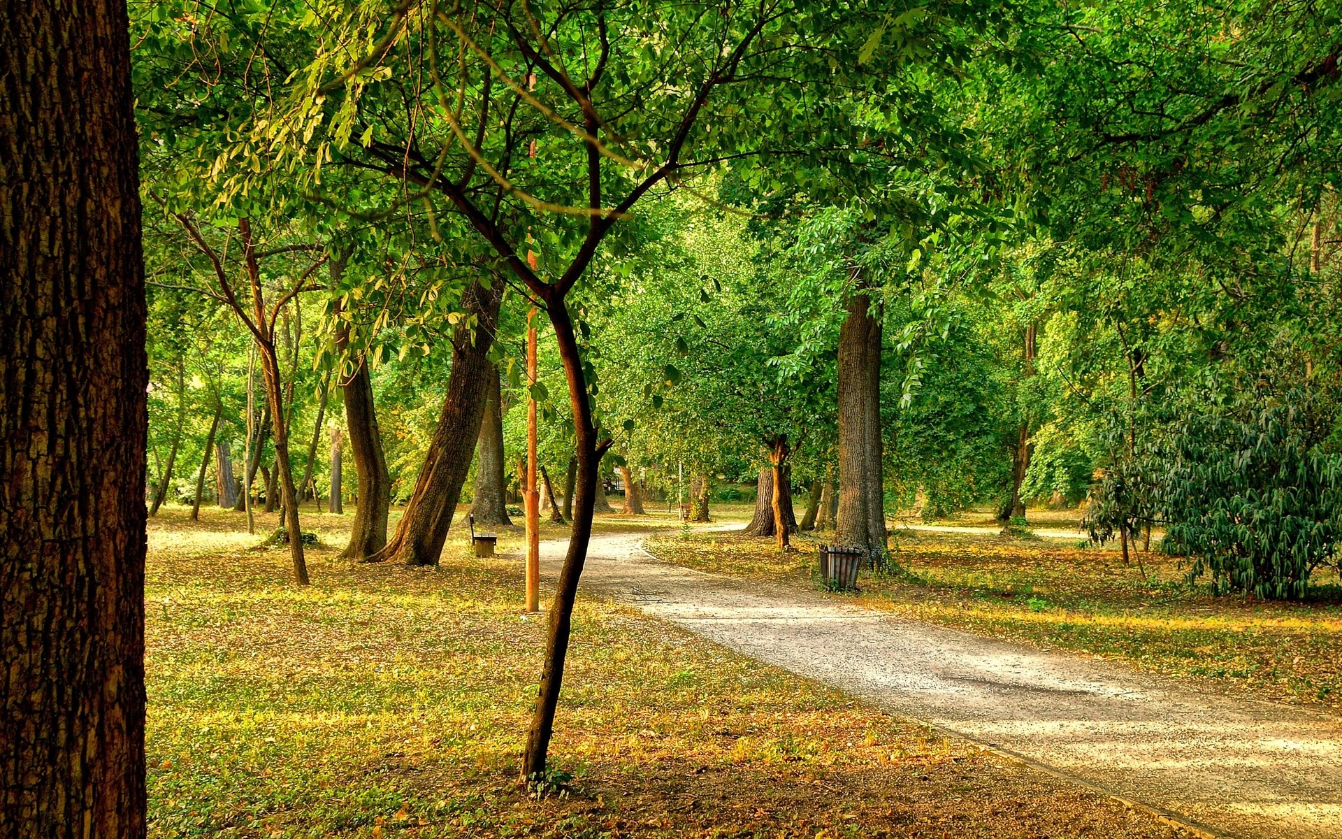 A park path winds through a sunlit forest. HD Wallpaper