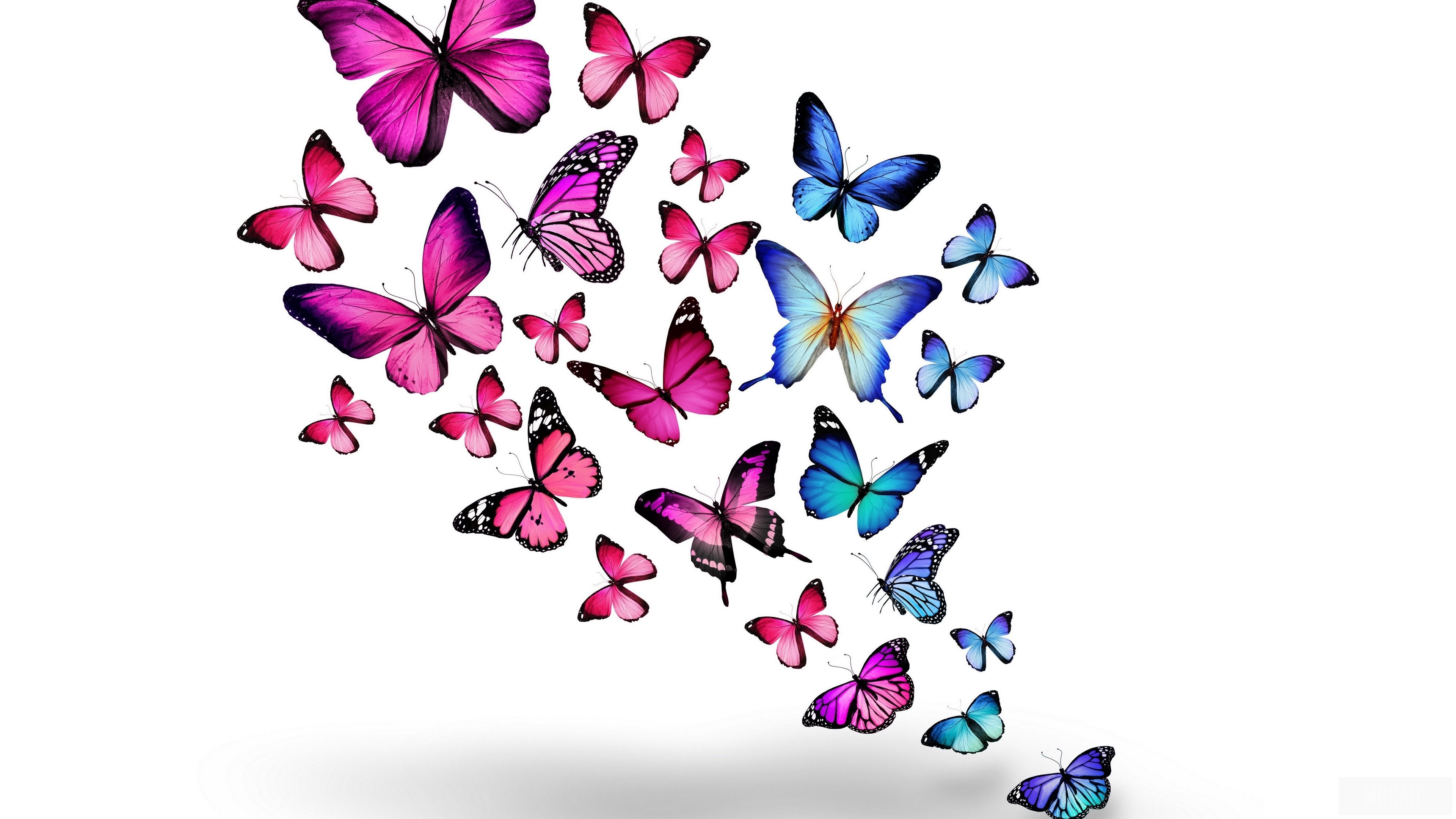 Pink and Blue Butterflies 4K HD Wallpaper