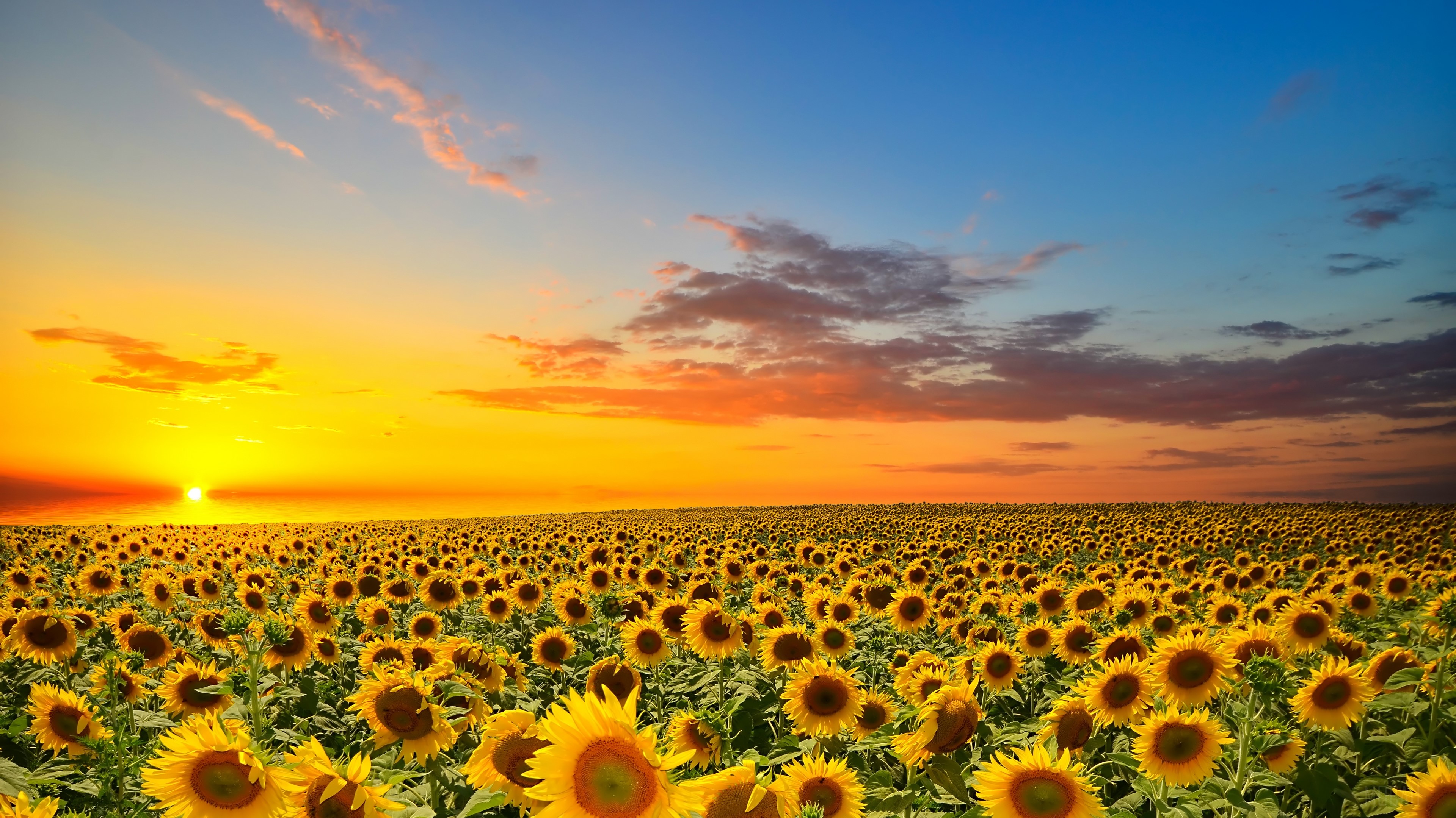 Sunflower field at sunset 4K HD Wallpaper