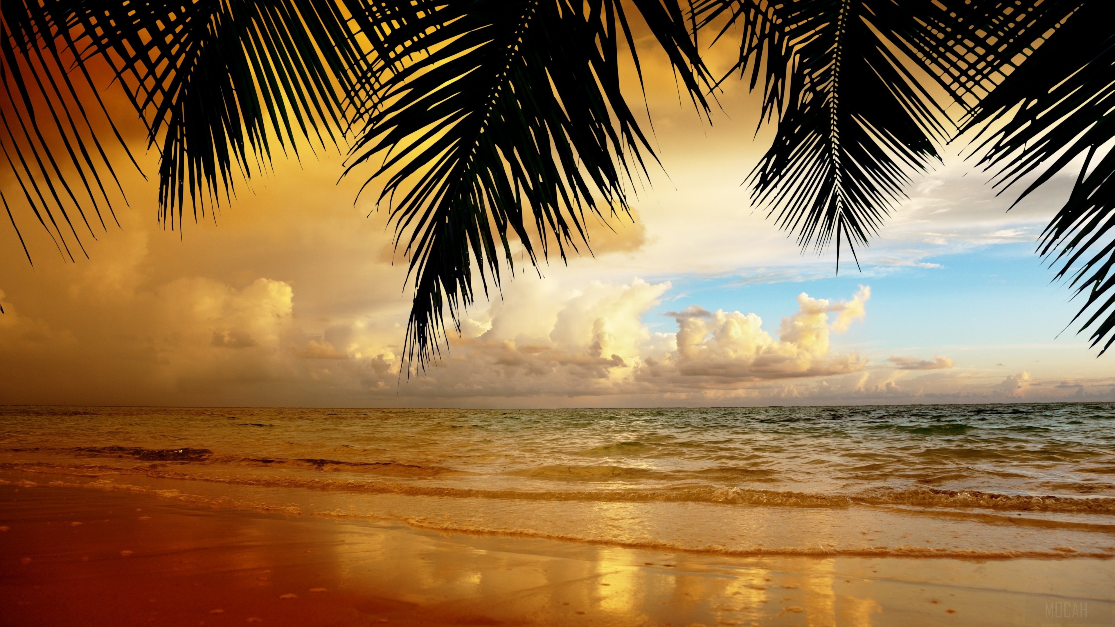 Palm Trees Overlooking Ocean at Sunset 4K HD Wallpaper