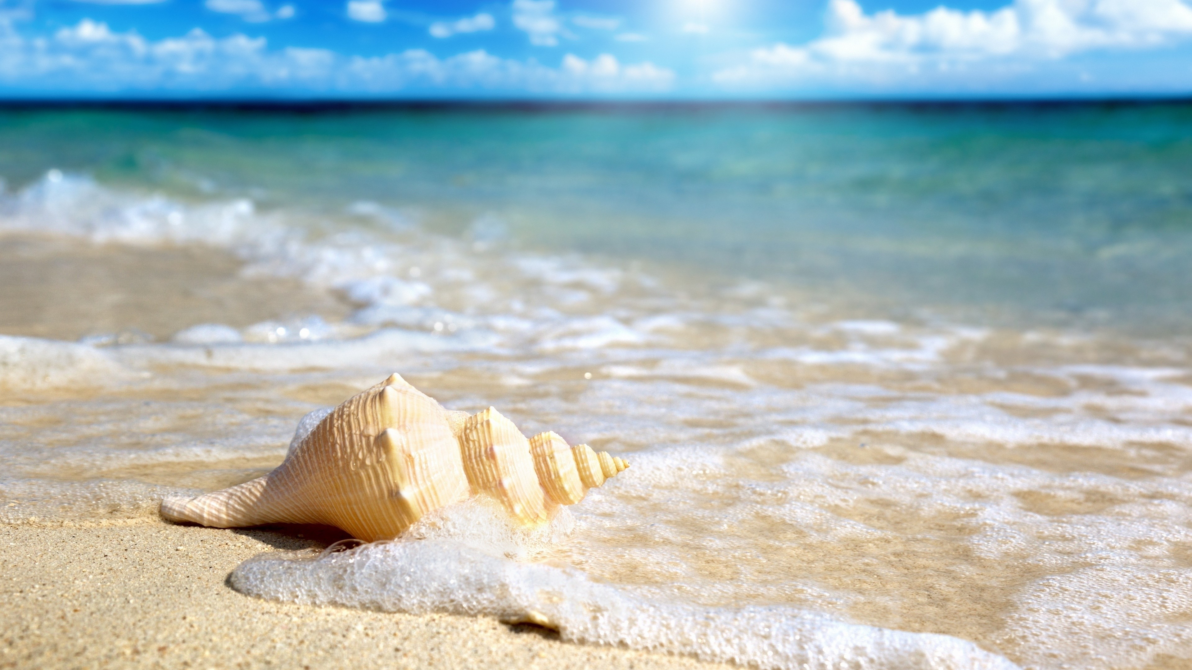 Seashell on a sandy beach with ocean waves HD Wallpaper