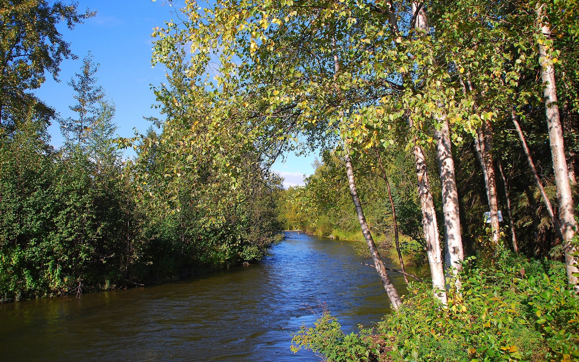 River flowing through a forest with birch trees HD Wallpaper