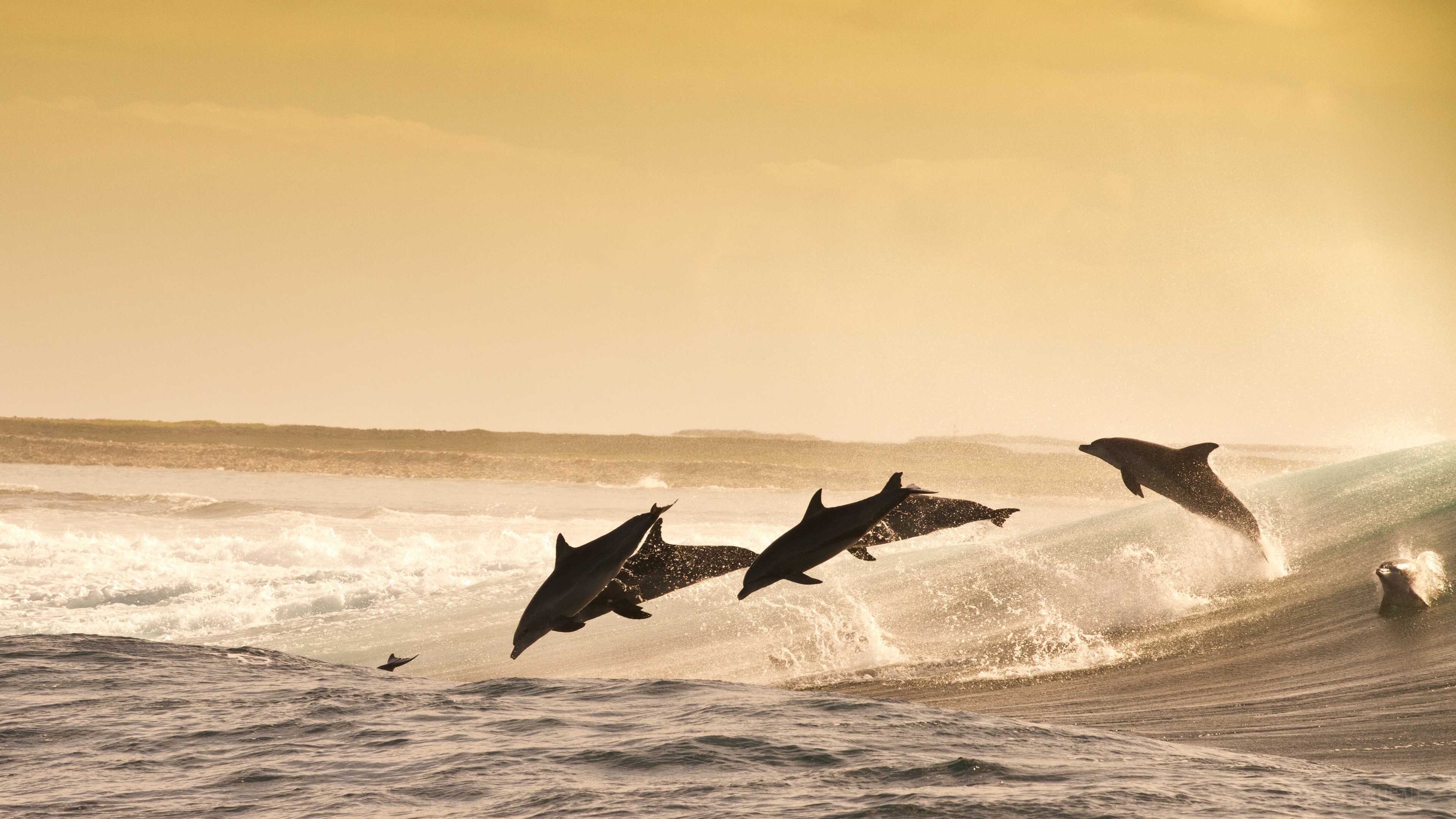 Dolphins jumping out of the ocean waves HD Wallpaper