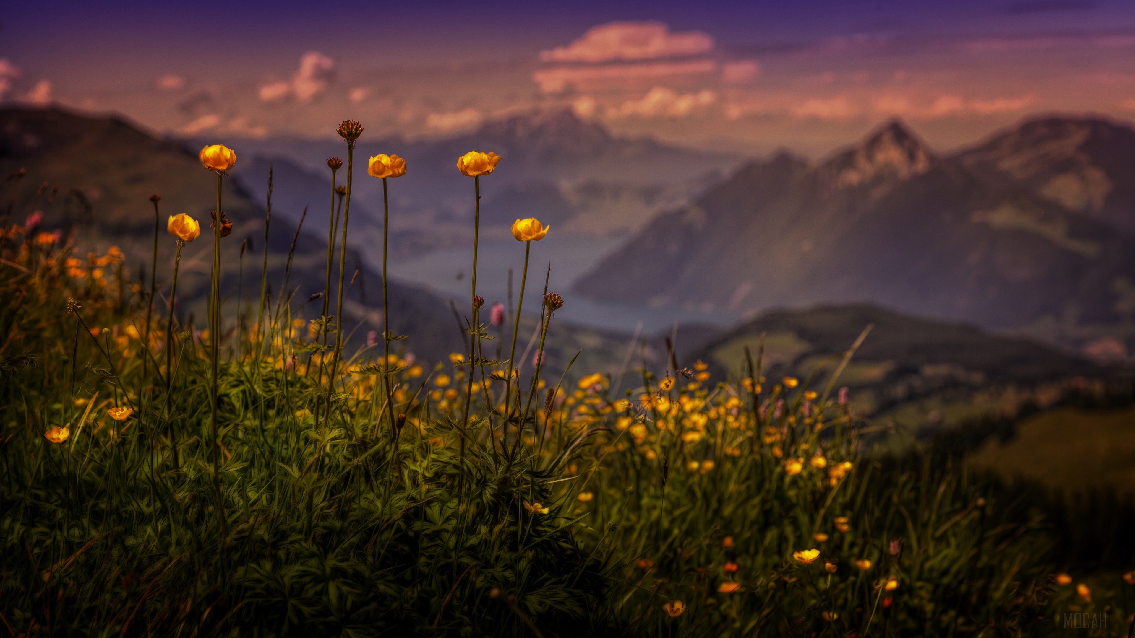 Yellow flowers in a mountain landscape with a lake HD Wallpaper