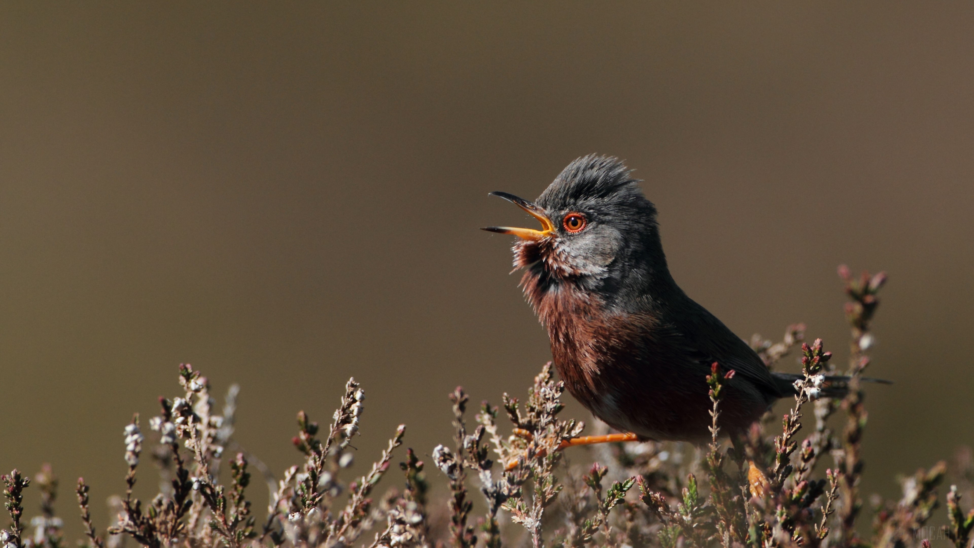 Dartford Warbler singing on heather HD Wallpaper