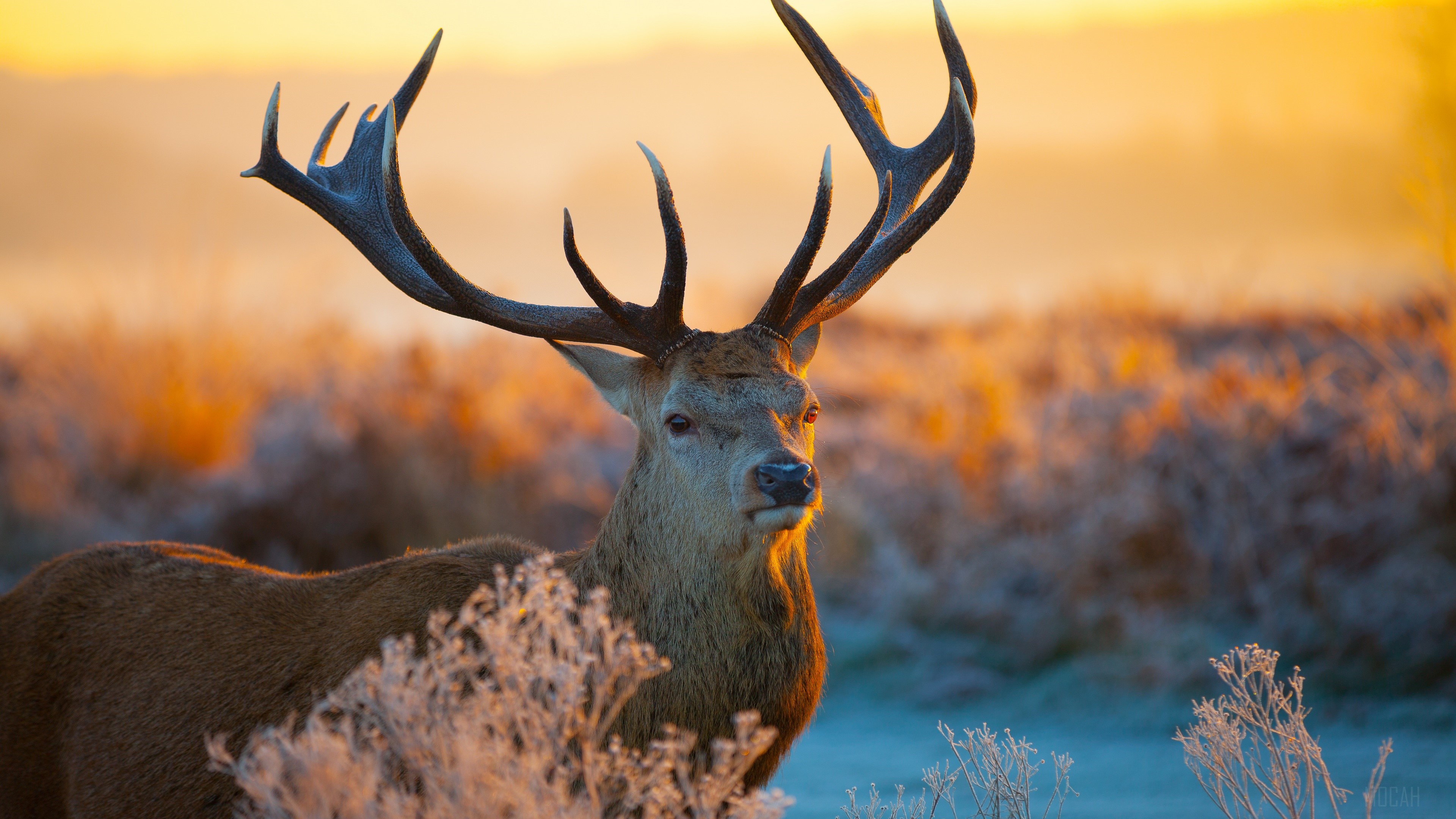 Red Deer Stag with Antlers in Frosty Field at Sunrise HD Wallpaper