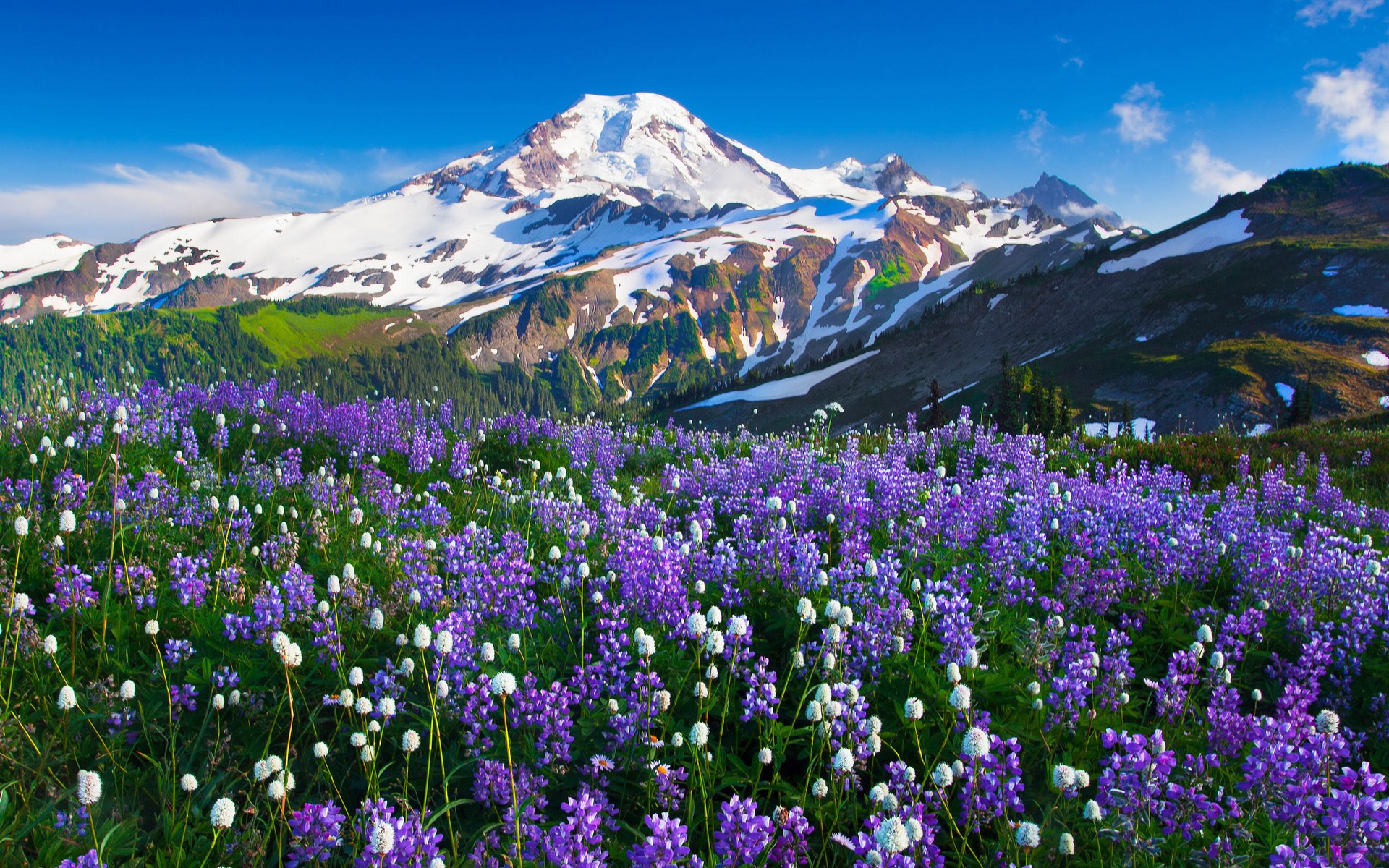 Mountain landscape with purple lupine flowers HD Wallpaper