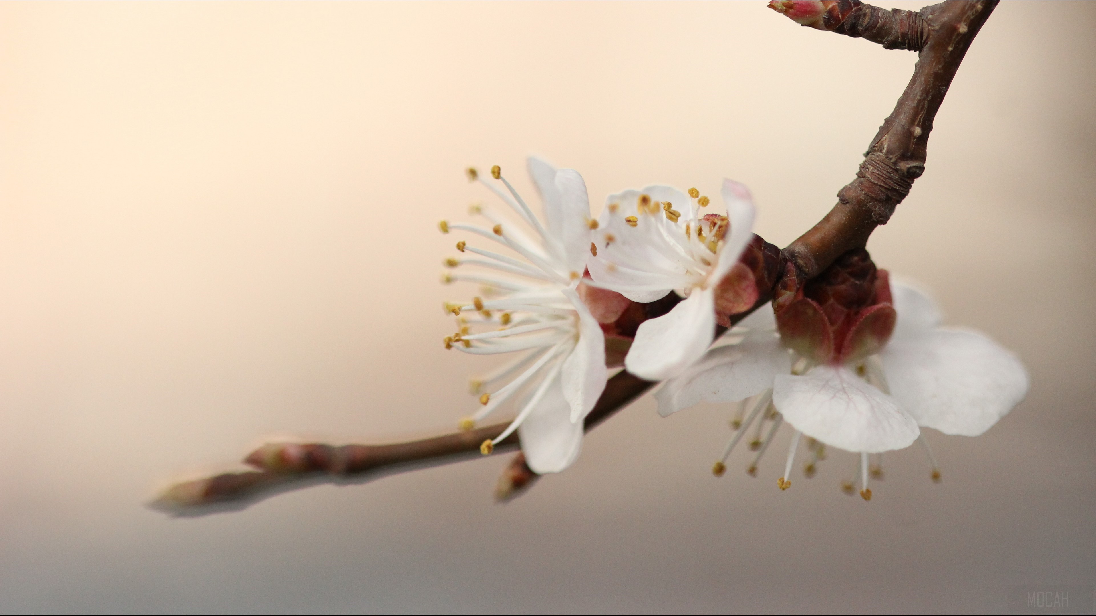 Apricot Blossom Branch Macro 4K HD Wallpaper