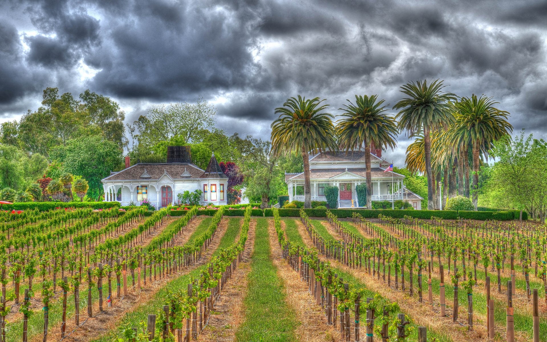 Vineyard with houses and palm trees under cloudy sky HD Wallpaper