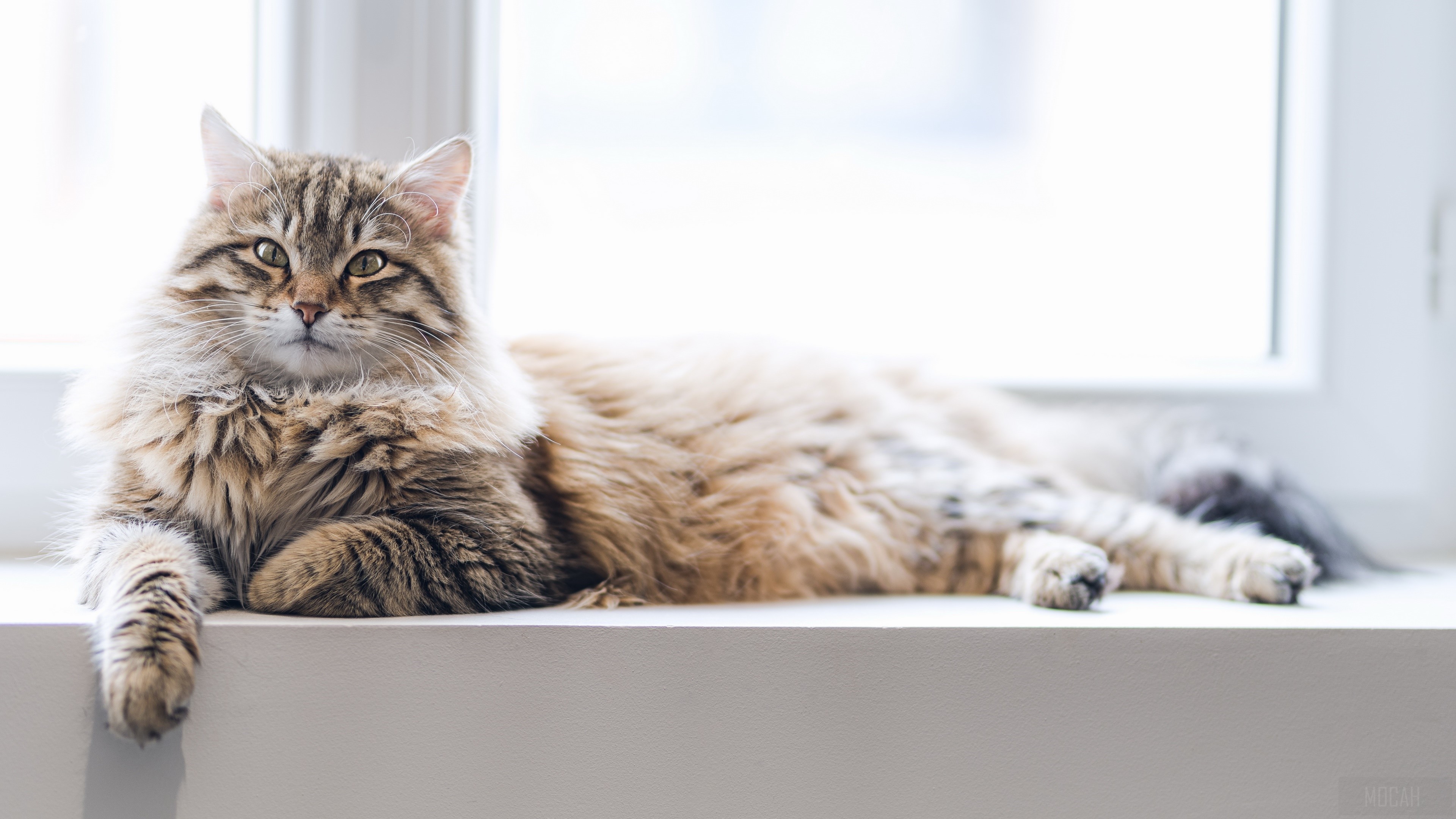 Cat Pet 4K HD Wallpaper