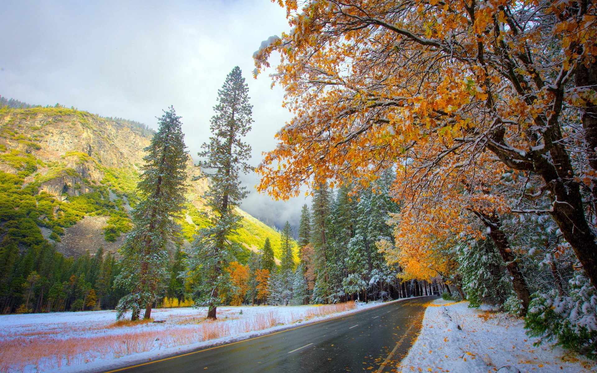 Road through a snowy forest with autumn leaves HD Wallpaper