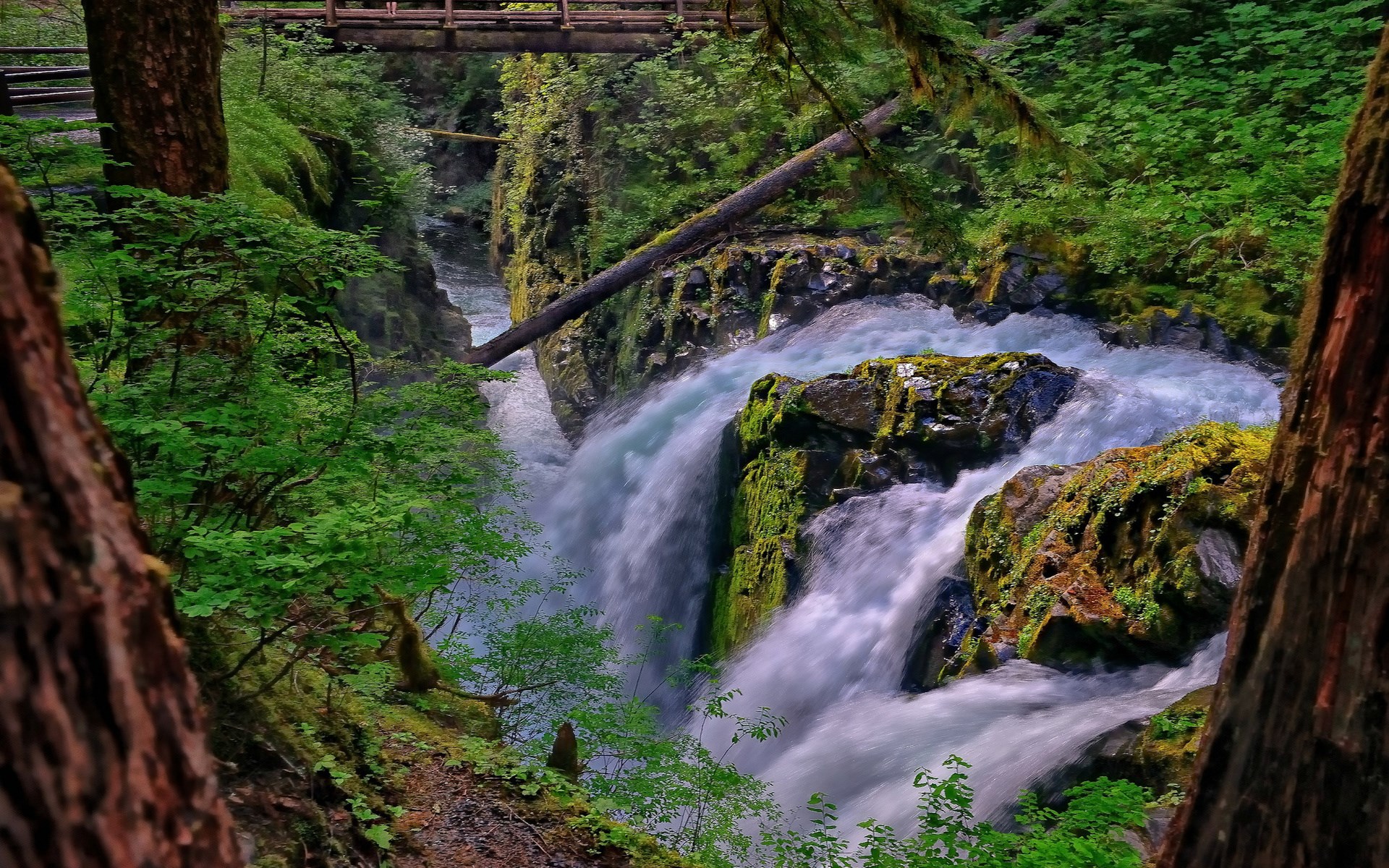 Waterfall in a lush green forest with a wooden bridge HD Wallpaper