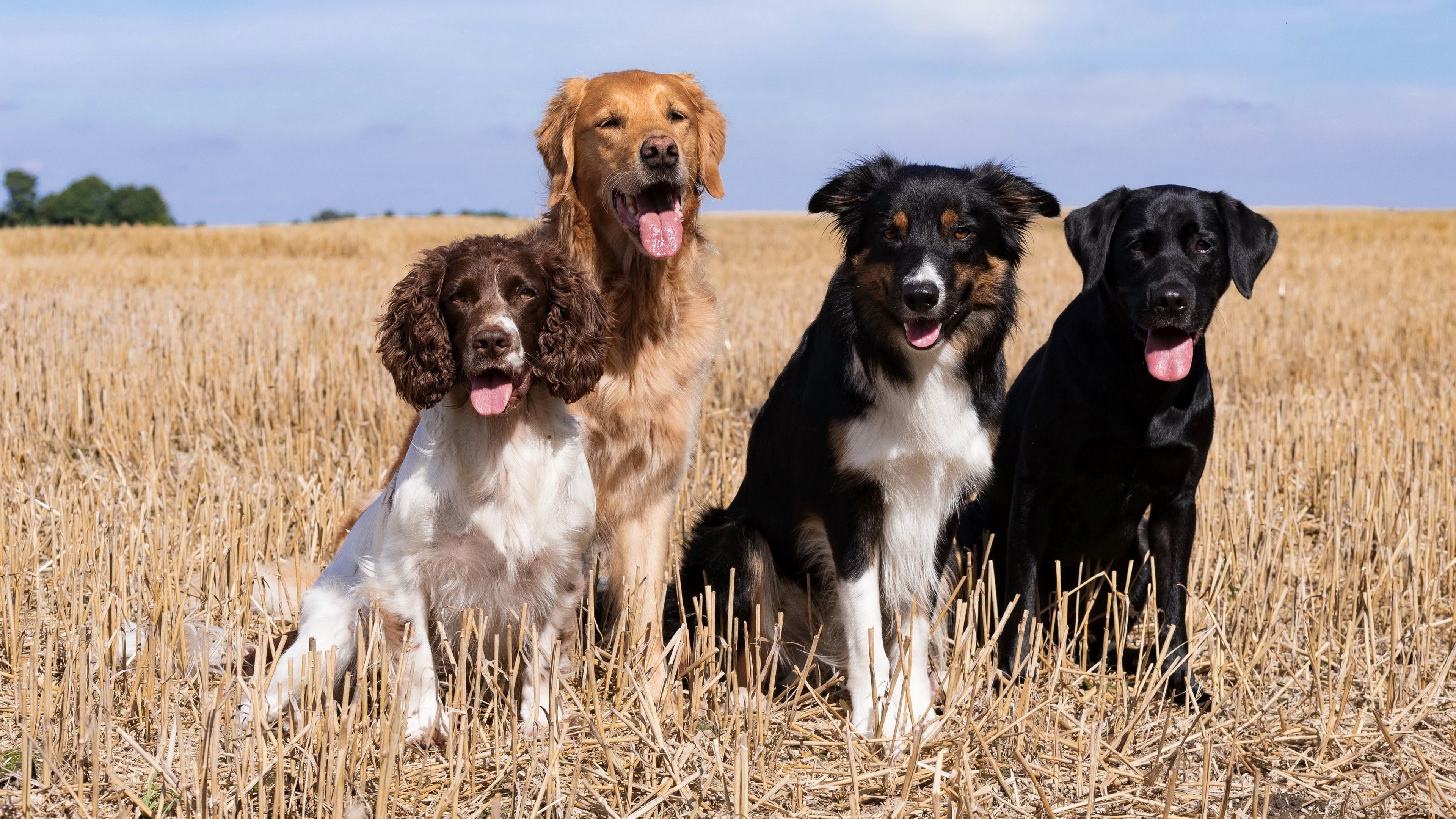 Four dogs in a field, Spaniel, Golden Retriever, Border Collie, Labrador 4K HD Wallpaper