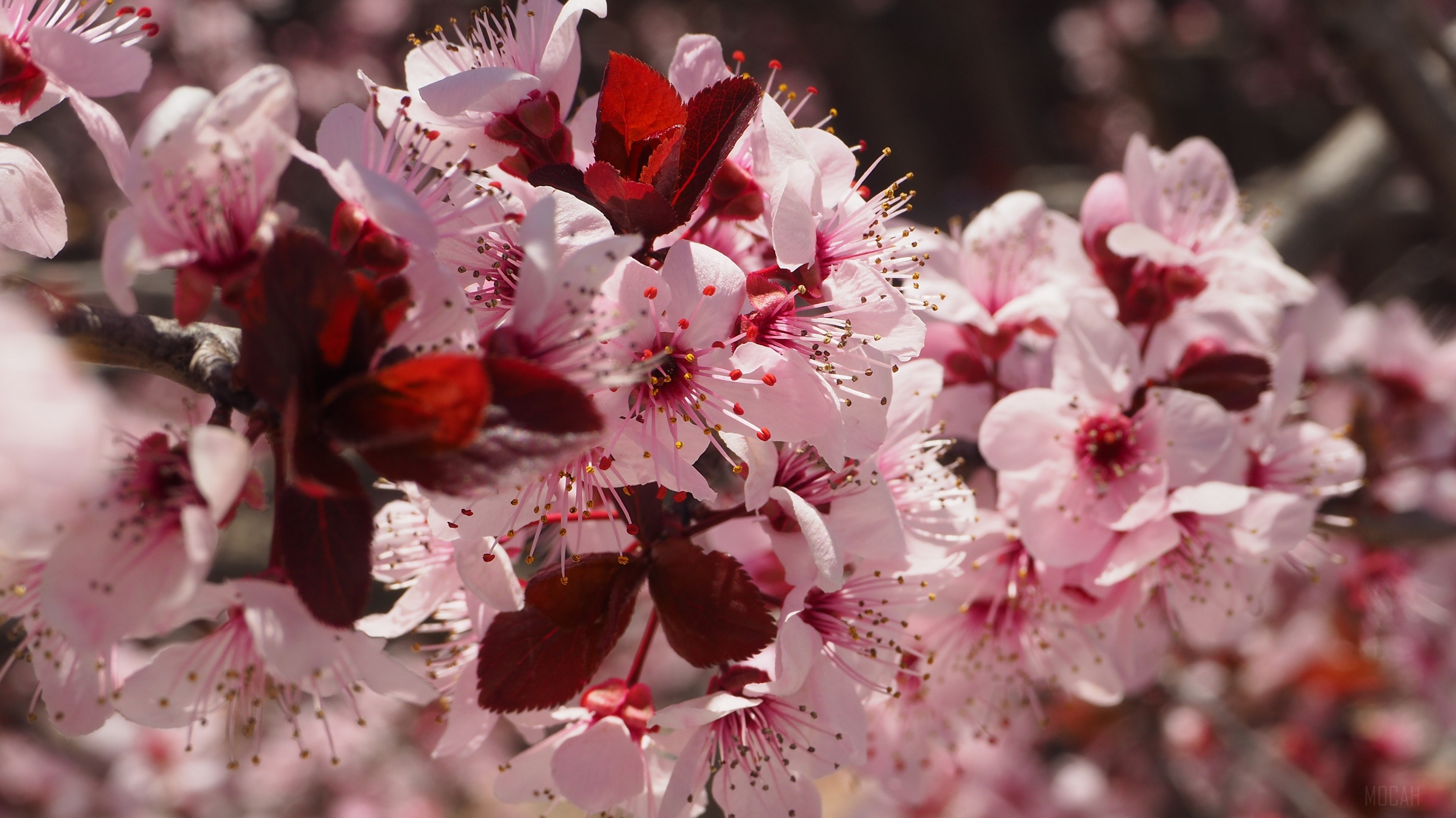 Pink Cherry Blossoms on a Branch in Spring 4K HD Wallpaper