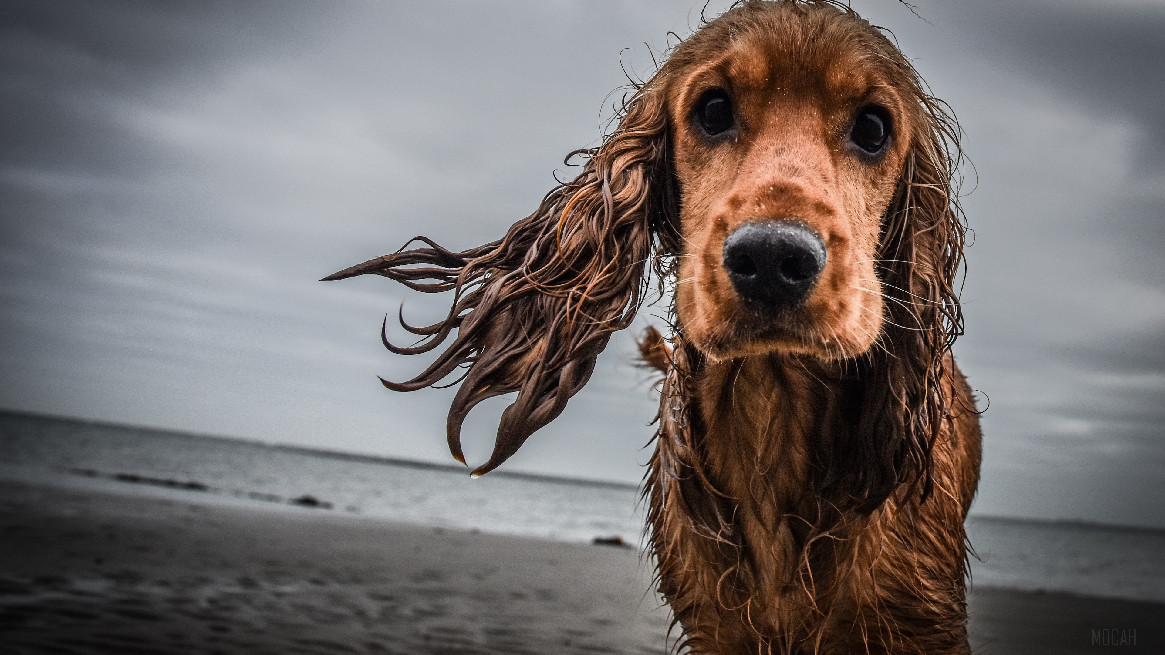 Wet Cocker Spaniel Dog on Beach 4K HD Wallpaper