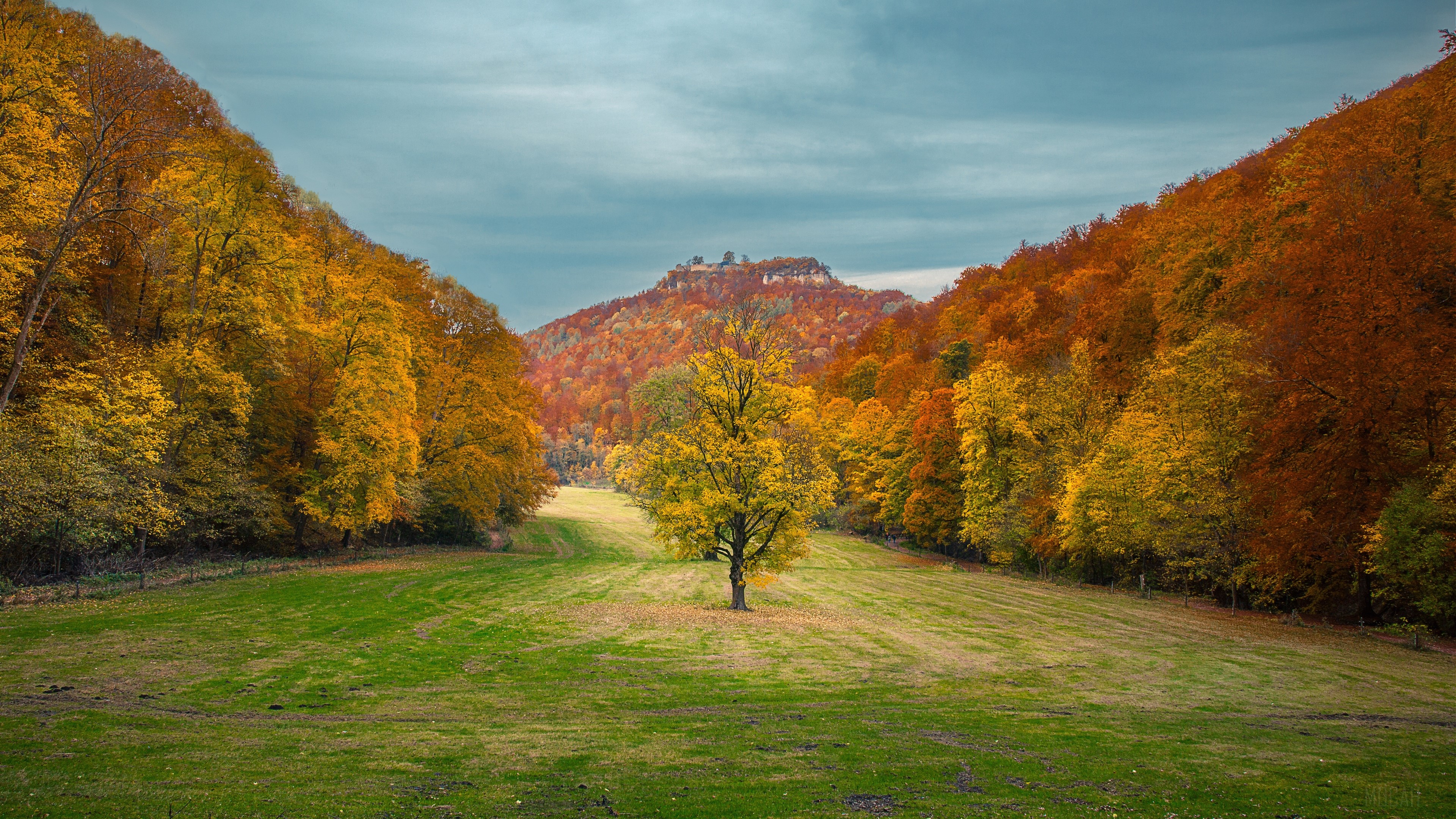 Autumn forest with a lone tree and mountain 4K HD Wallpaper