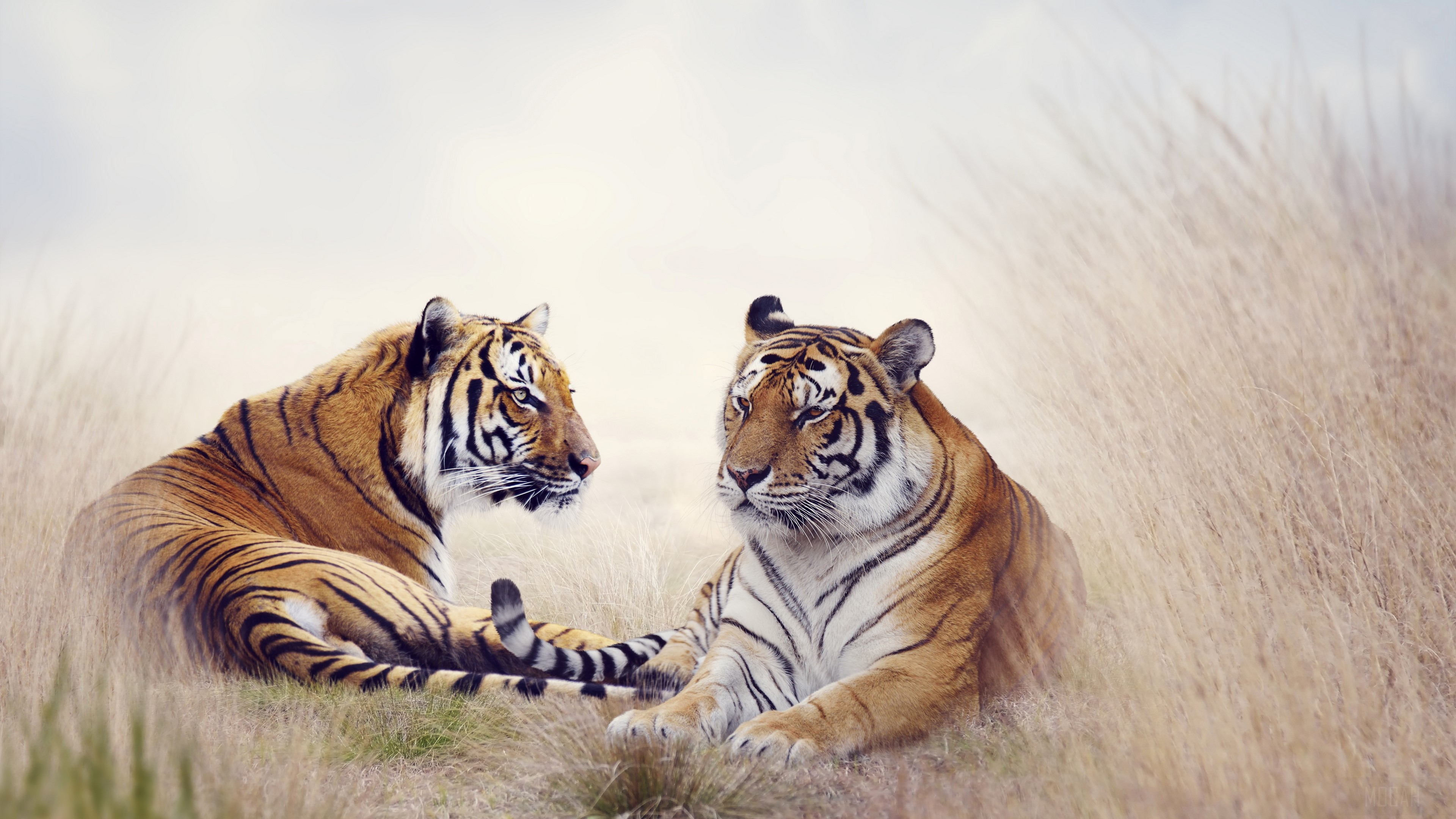 Two tigers resting in tall grass HD Wallpaper