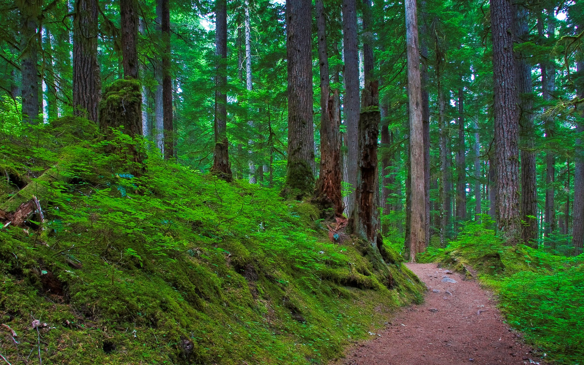 A forest path winding through a moss-covered woodland. HD Wallpaper