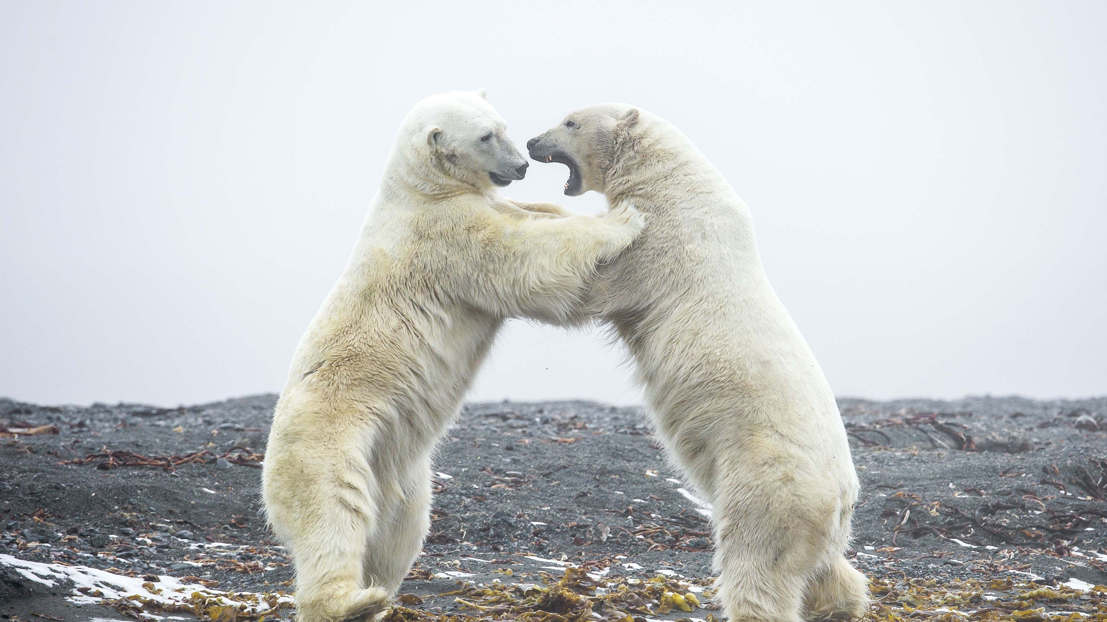 Two polar bears fighting on a rocky shore HD Wallpaper