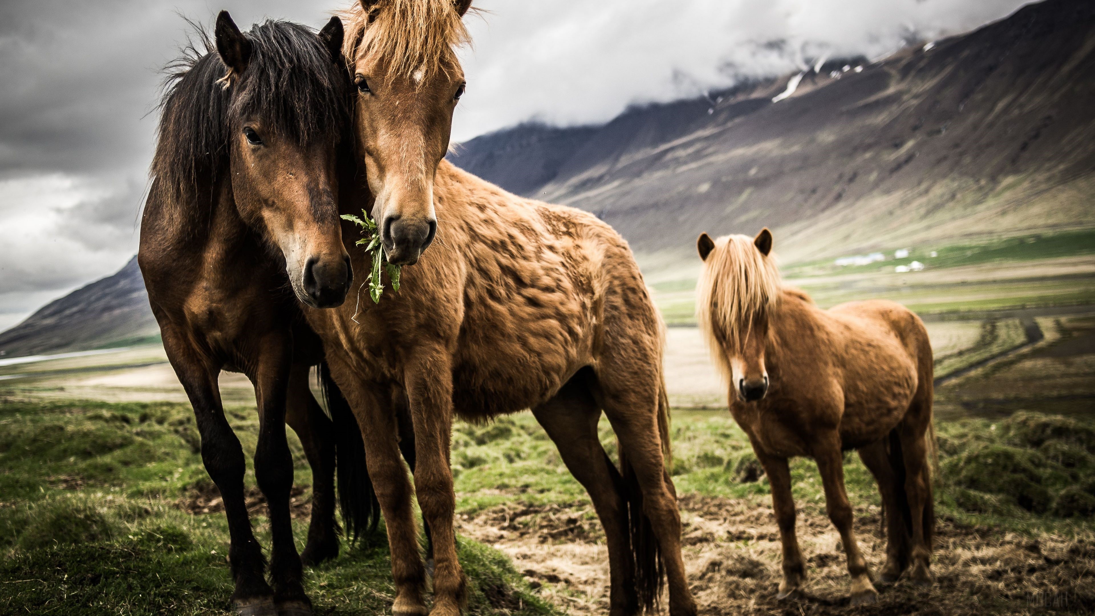 Three horses in a mountainous landscape HD Wallpaper