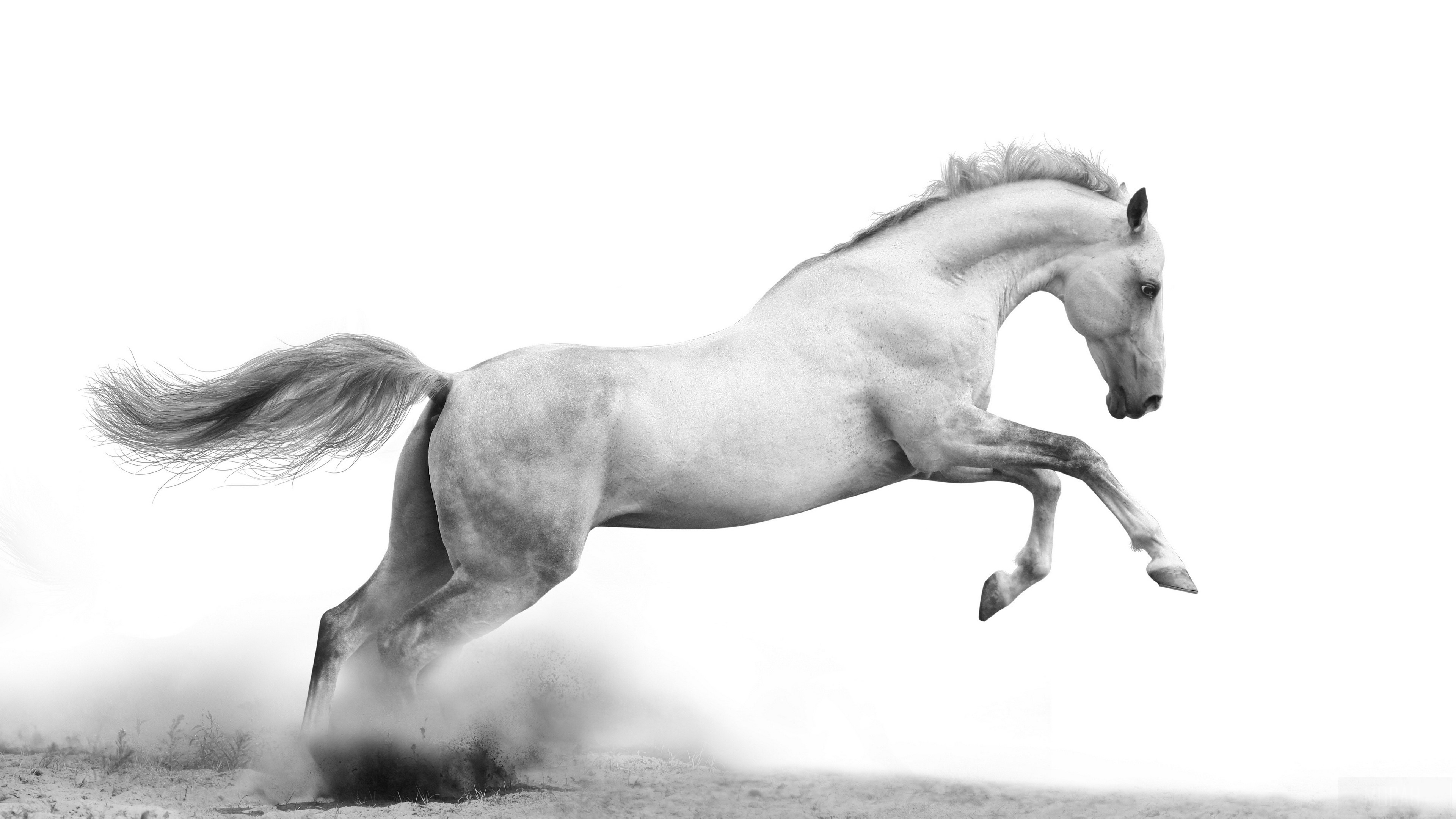 A white horse jumps in the sand HD Wallpaper
