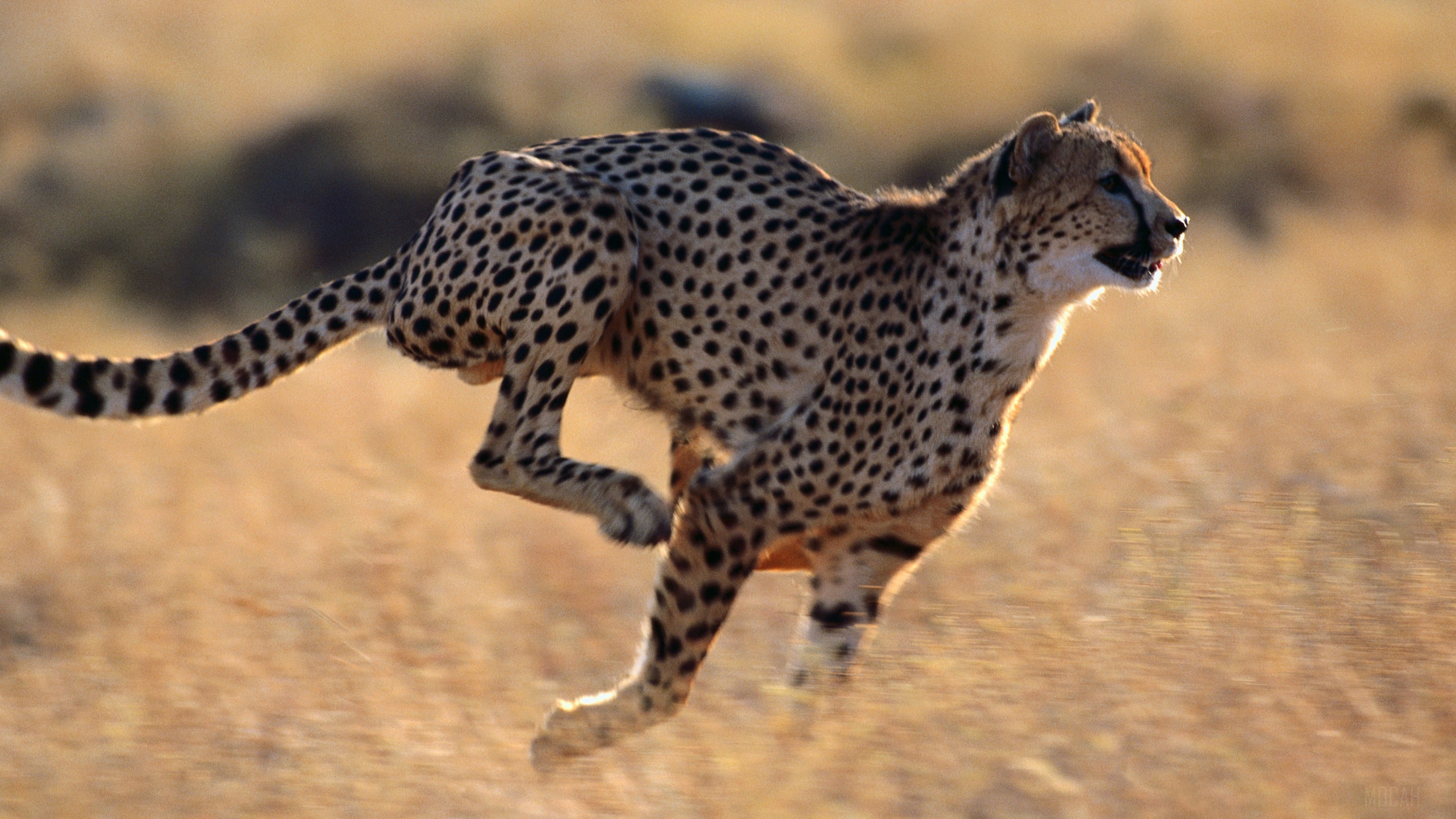 Cheetah running in a dry field HD Wallpaper