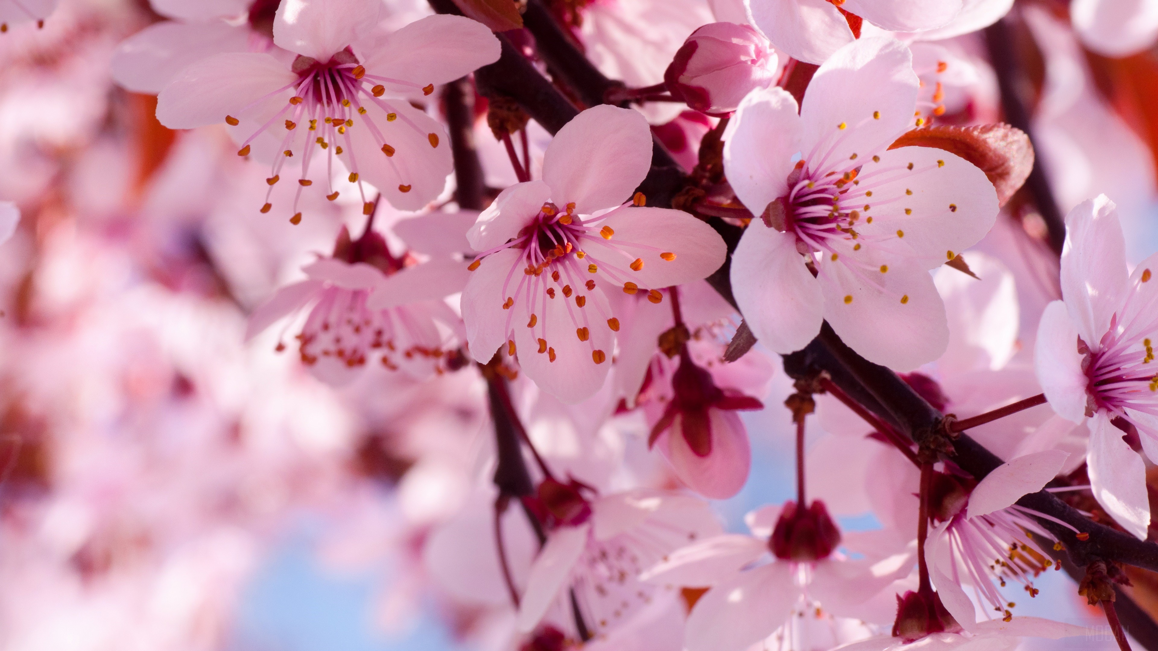 Close-up of Pink Cherry Blossoms HD Wallpaper