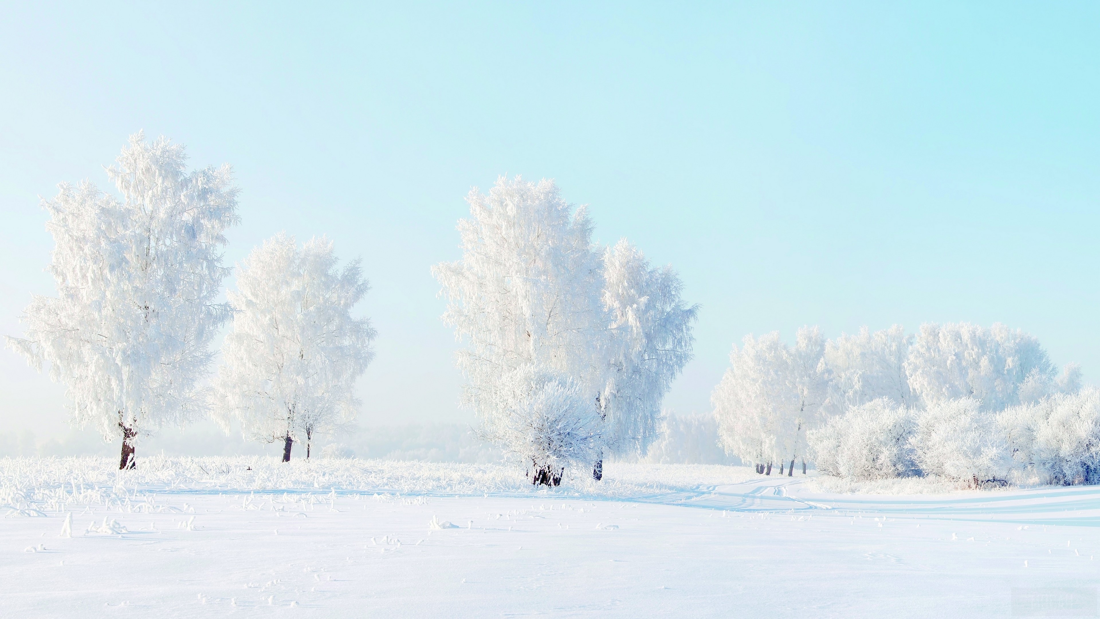 Snow-covered trees in a winter landscape 4K HD Wallpaper
