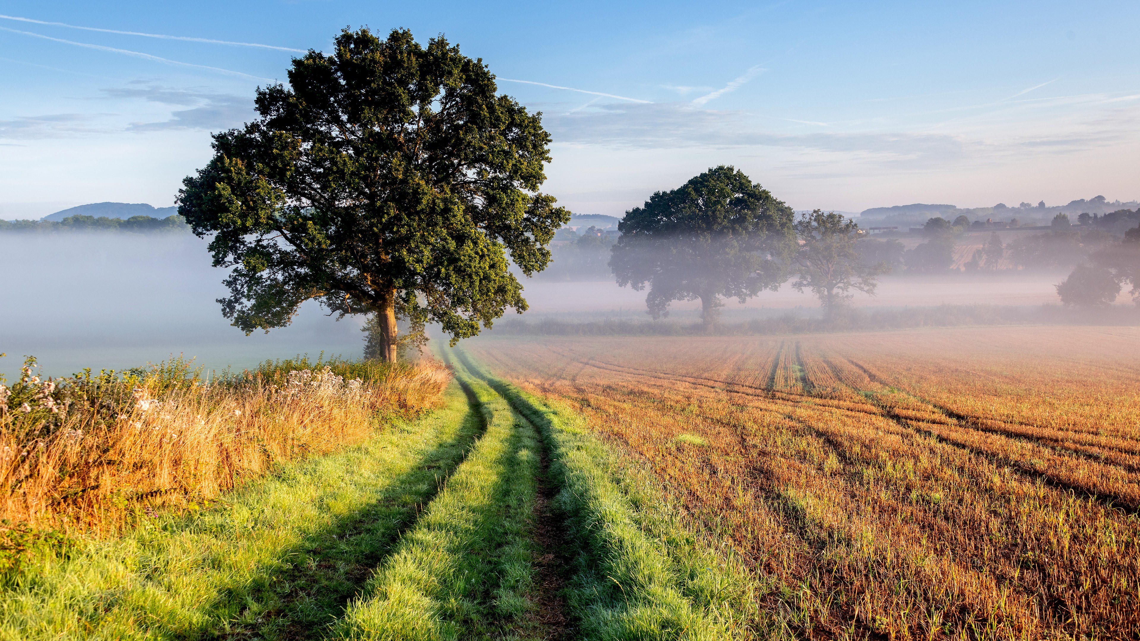 Field with Fog and Trees 4K HD Wallpaper
