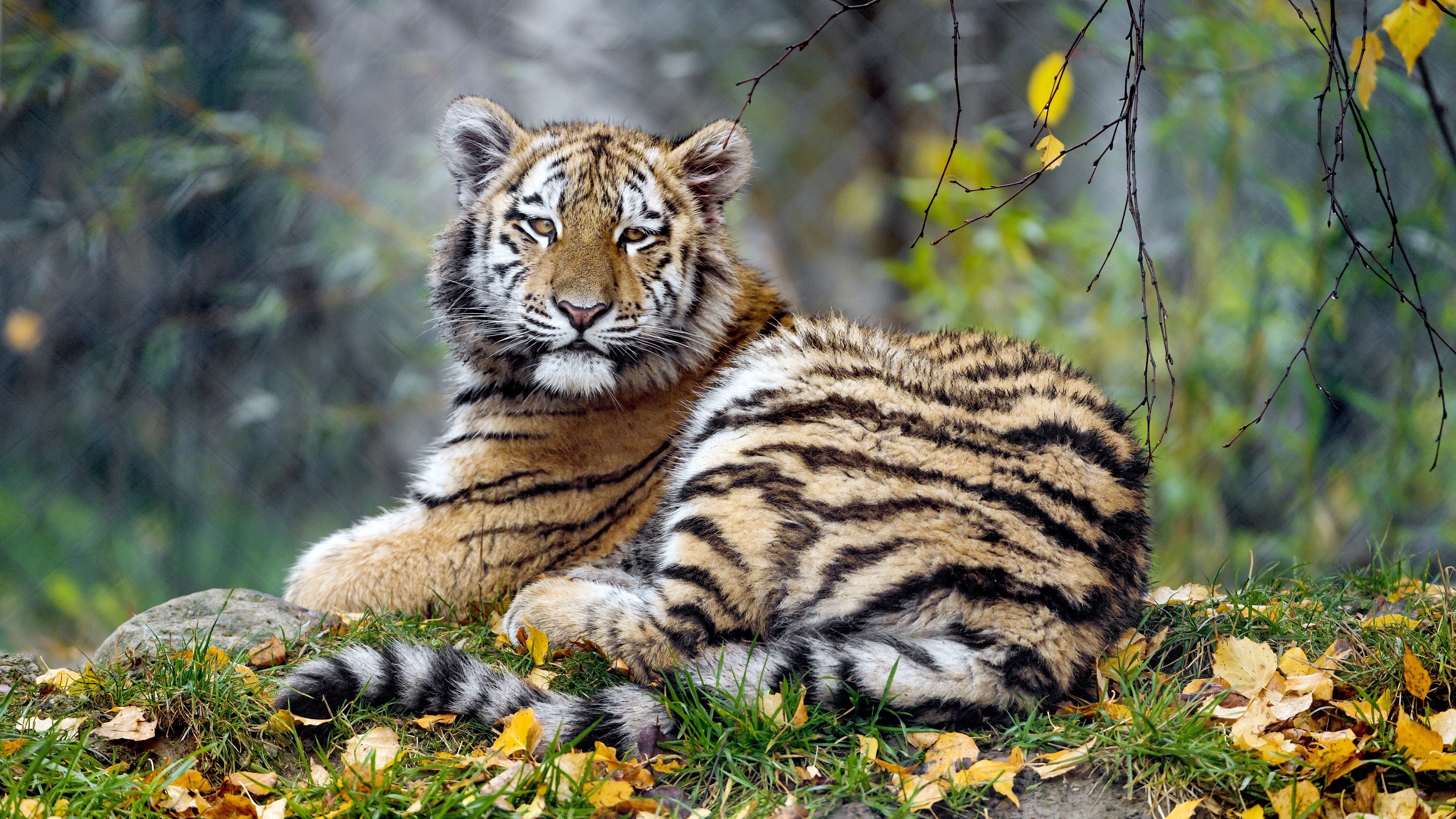 Tiger resting on grass with fallen leaves HD Wallpaper