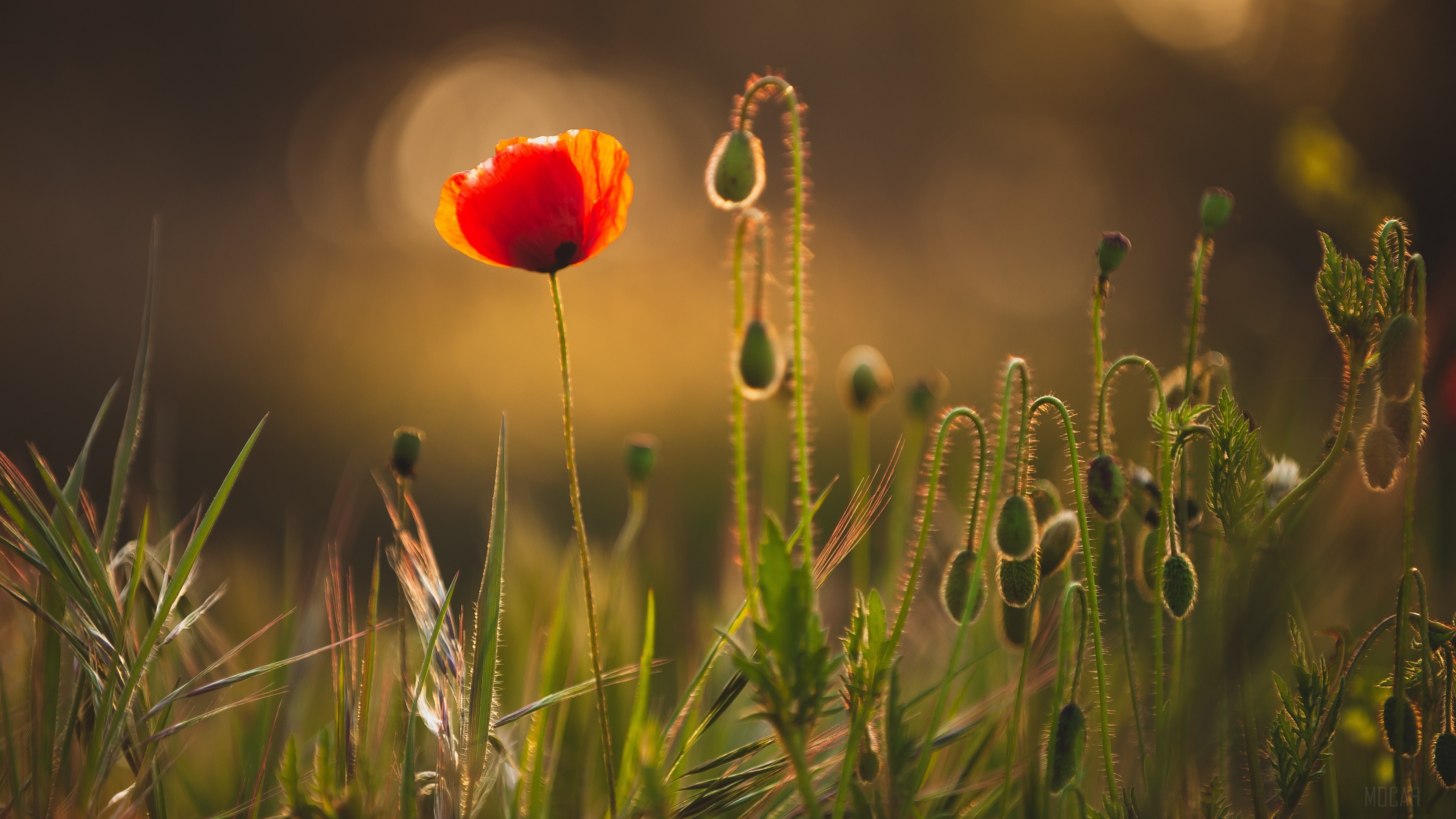 Red Poppy Flower in a Field with Buds HD Wallpaper
