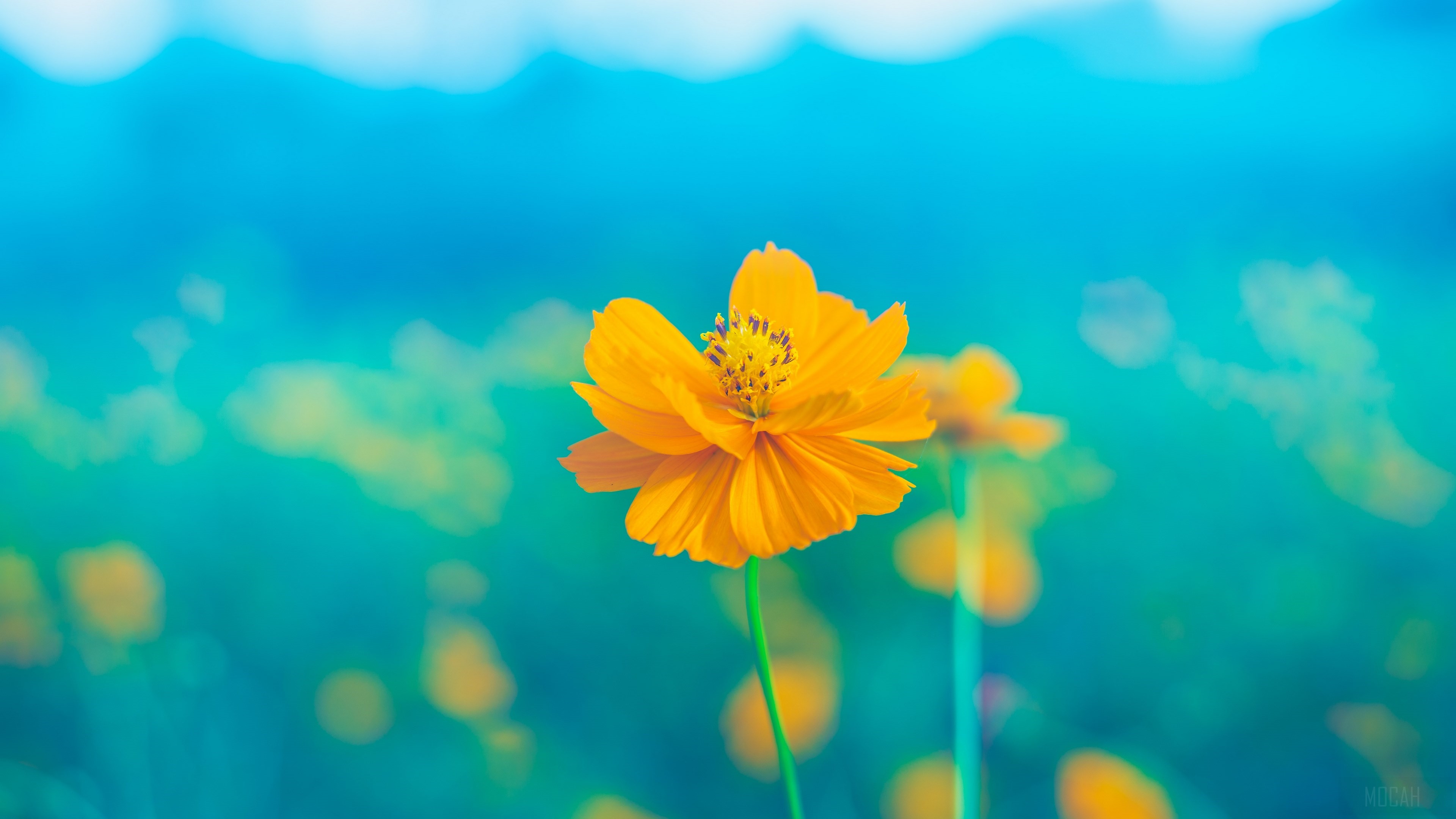 Close-Up Yellow Flower 4k HD Wallpaper
