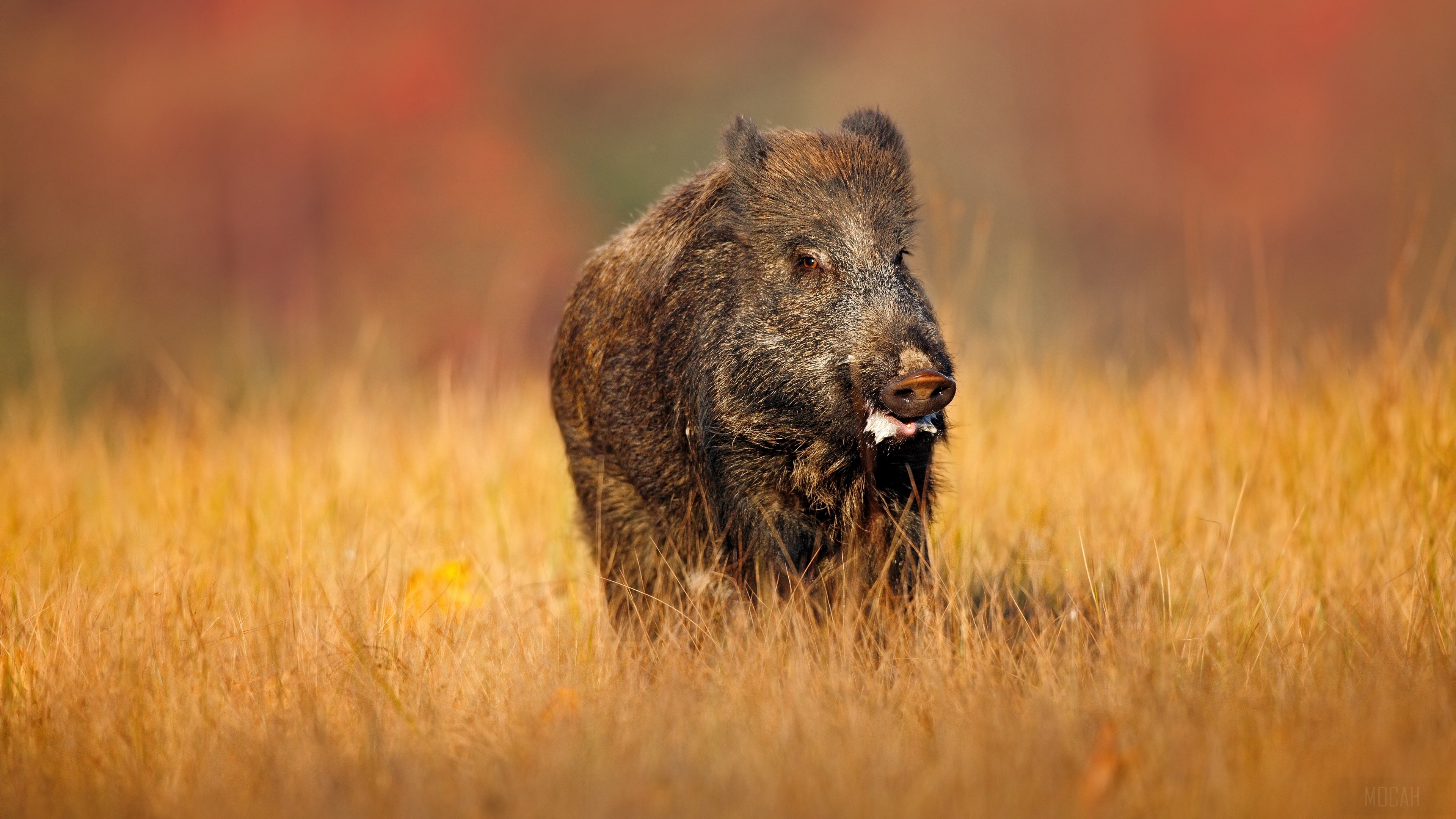 Wild Boar in Tall Grass 4K HD Wallpaper