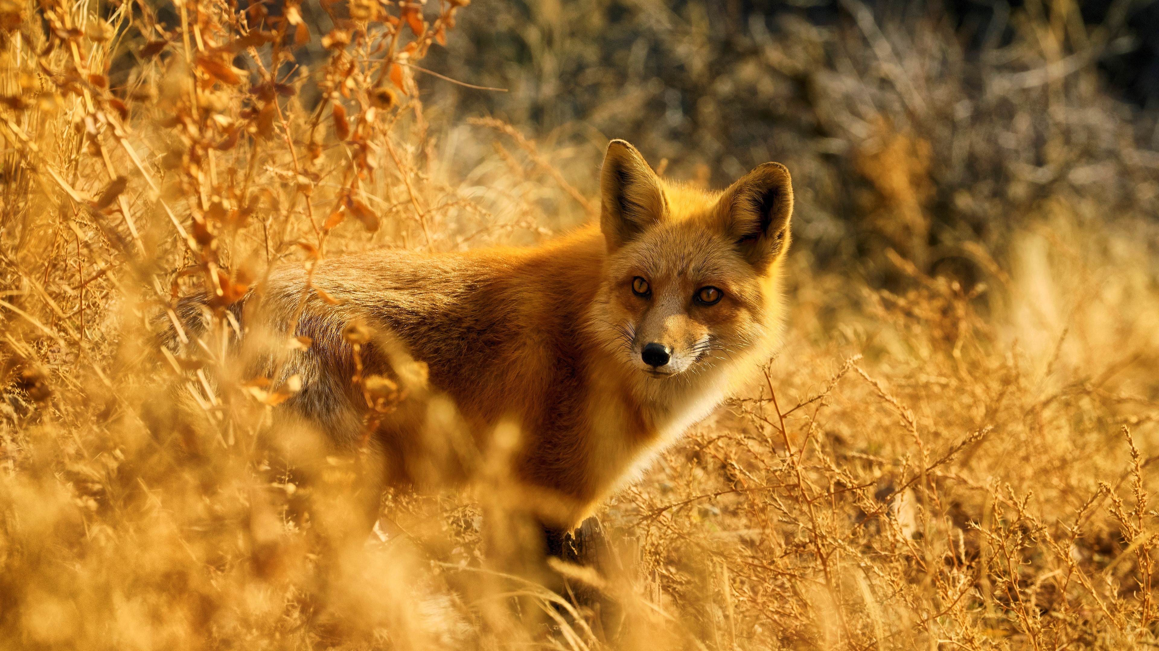 Red Fox in Dry Grass 4K HD Wallpaper