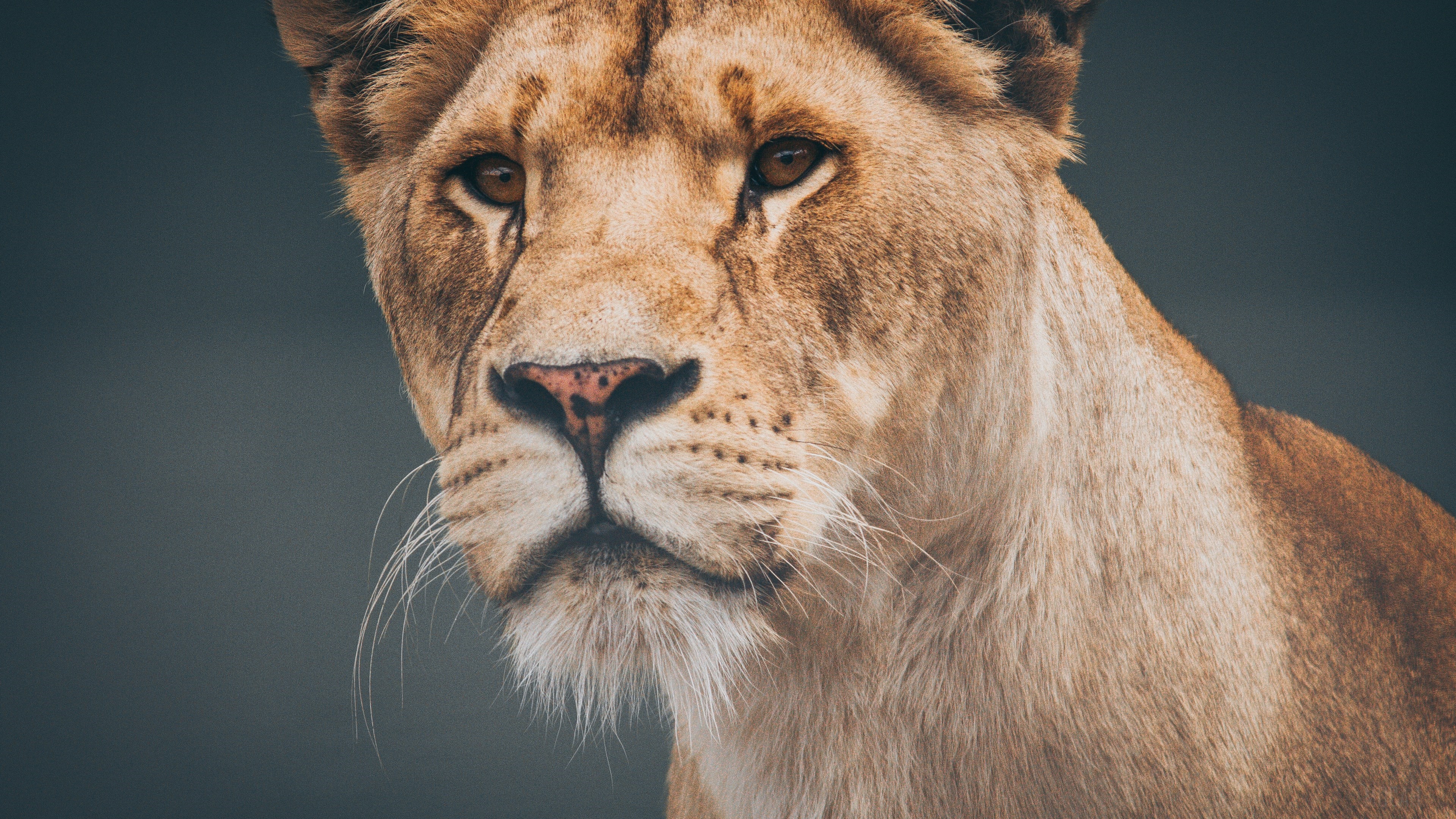 Lion predator 4K HD Wallpaper