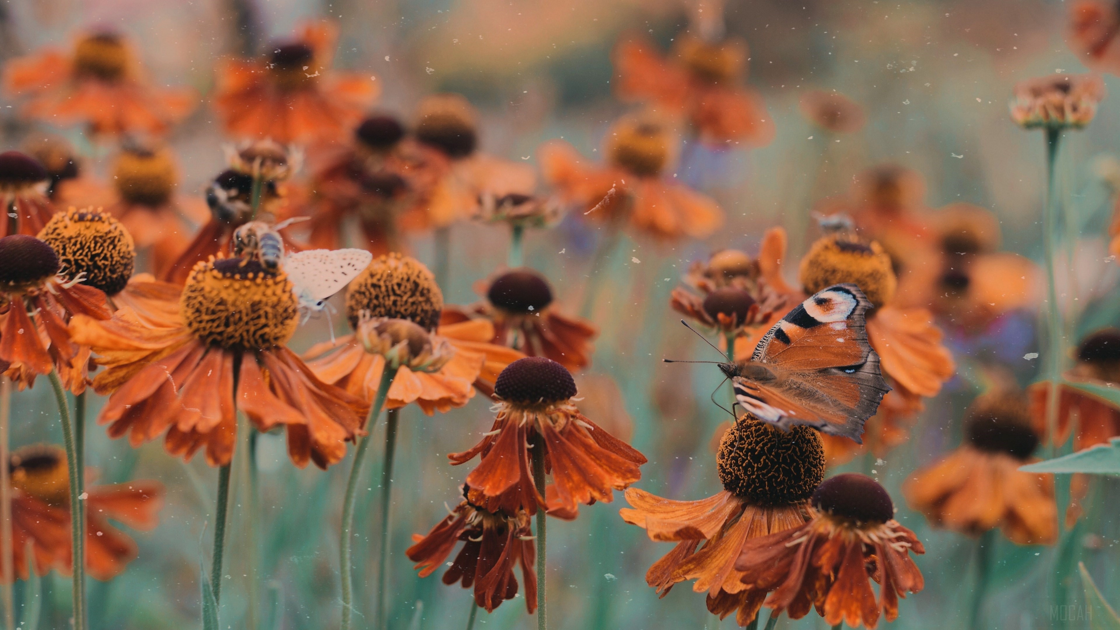Orange flowers with butterflies and bees HD Wallpaper
