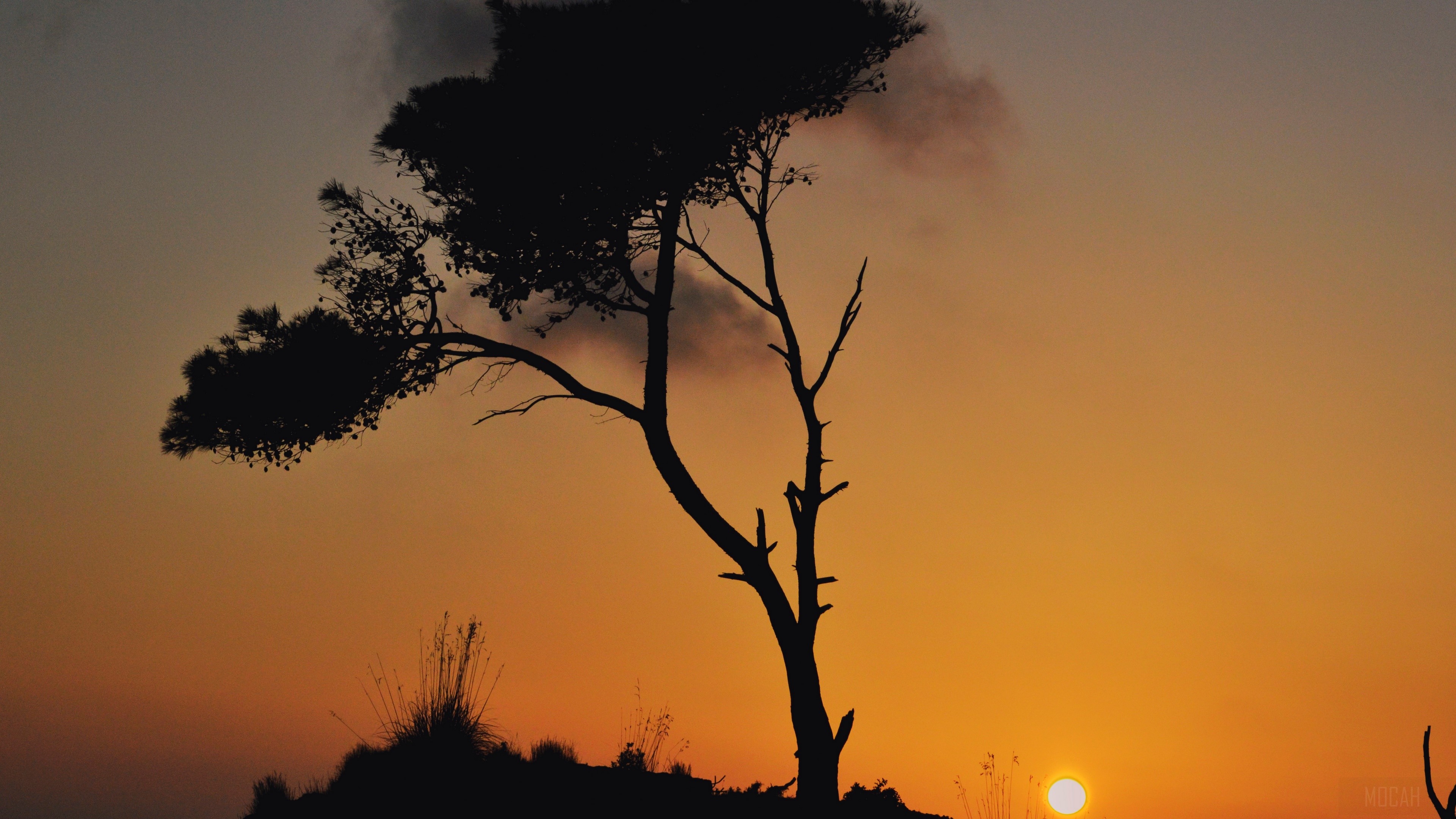Silhouette of a tree against a sunset sky HD Wallpaper