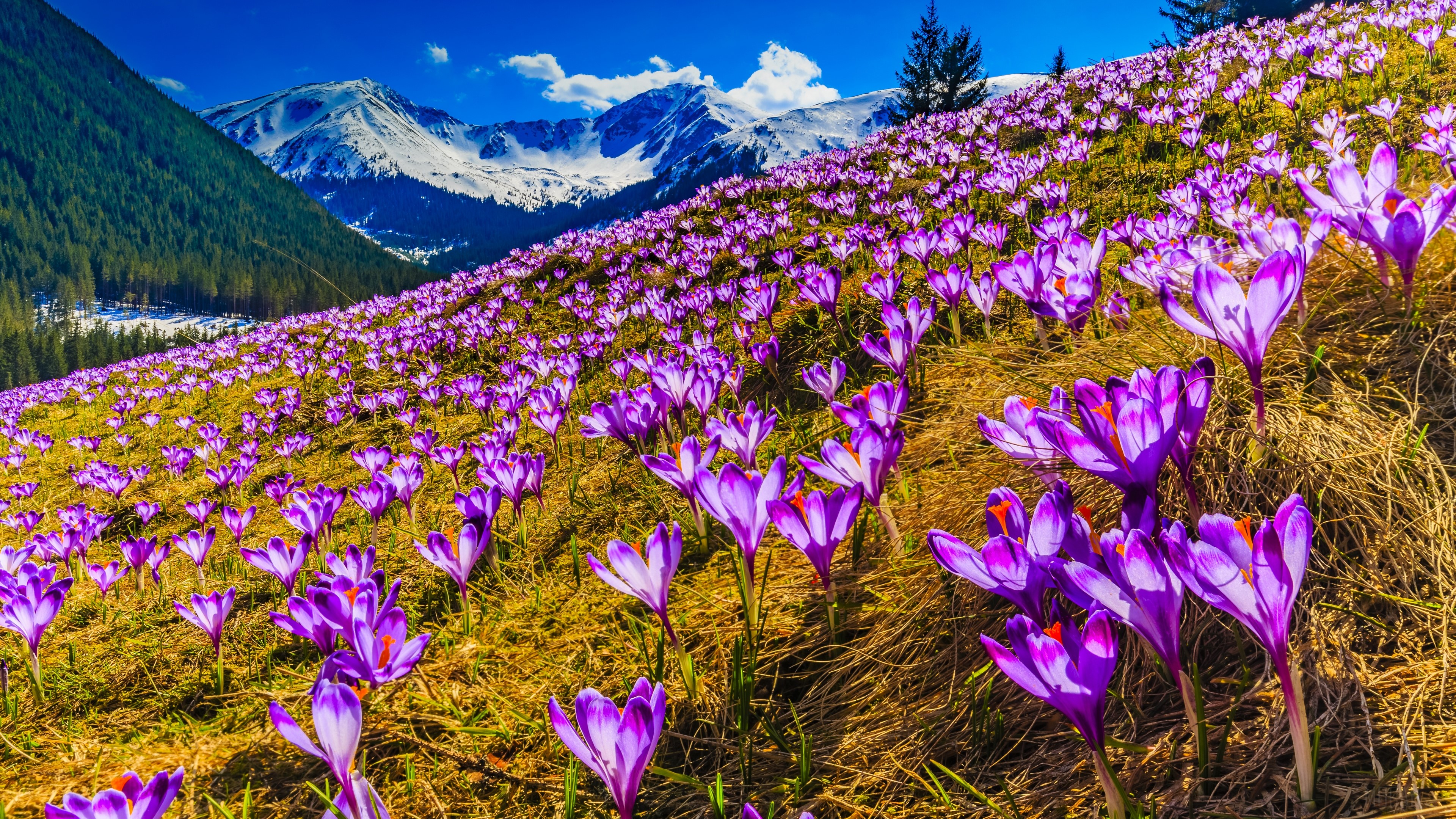 Purple Crocus Flowers on a Mountain Slope in Spring 4K HD Wallpaper