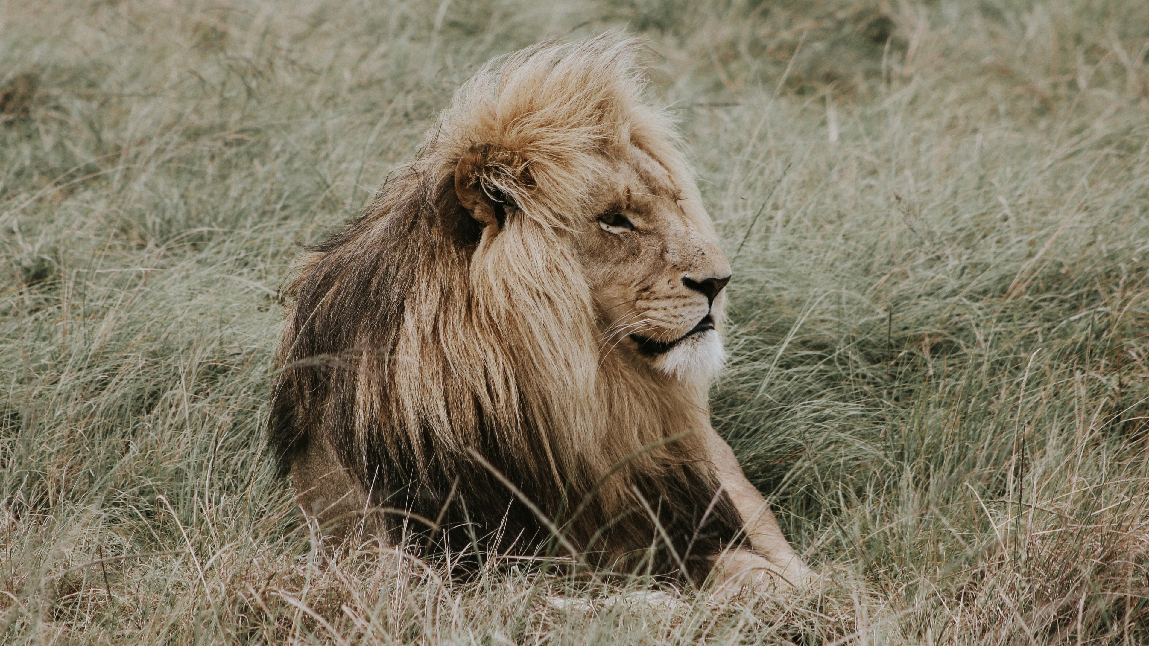 Lion resting in tall grass HD Wallpaper