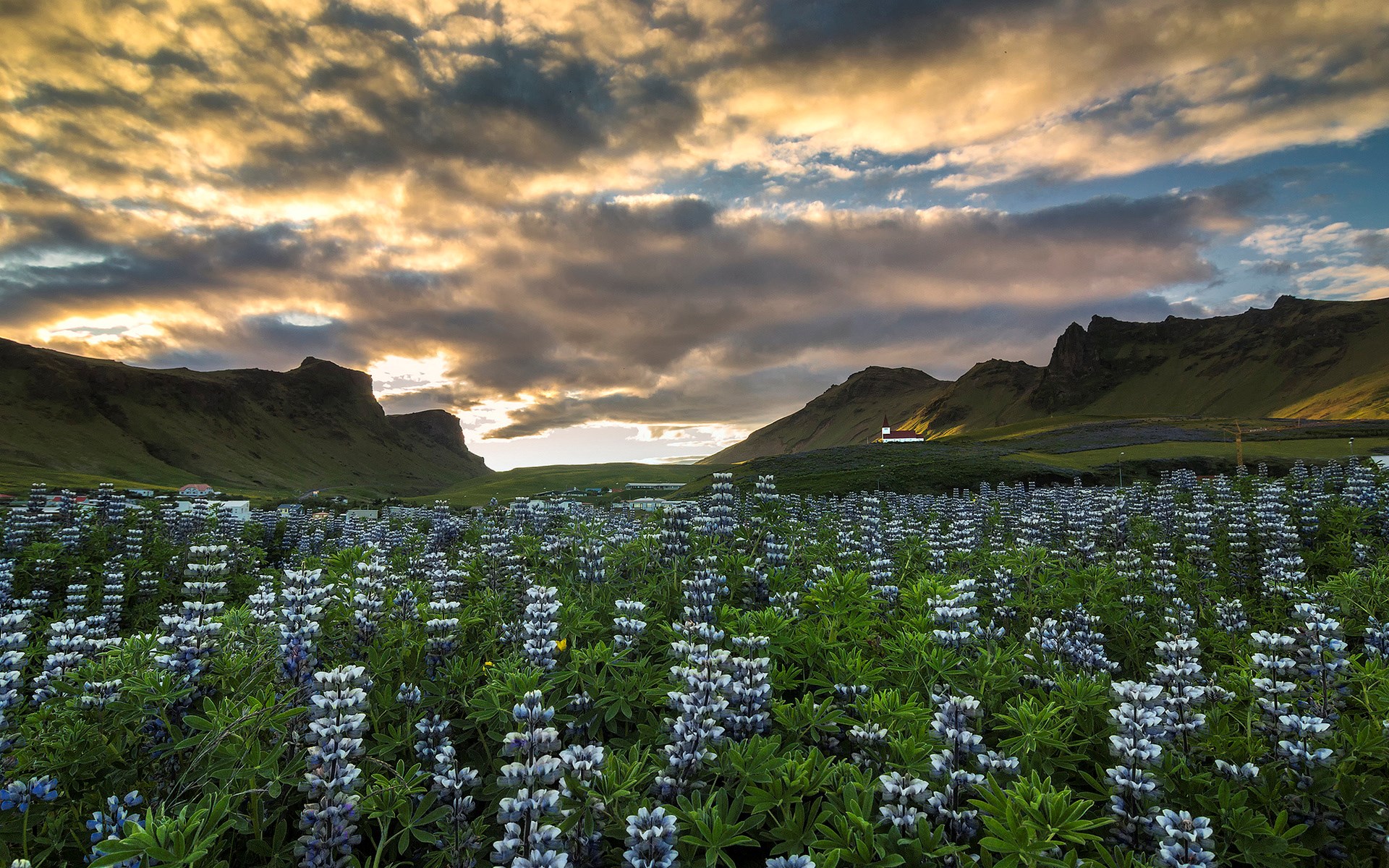 Field of Lupine Flowers with Mountains and Church HD Wallpaper