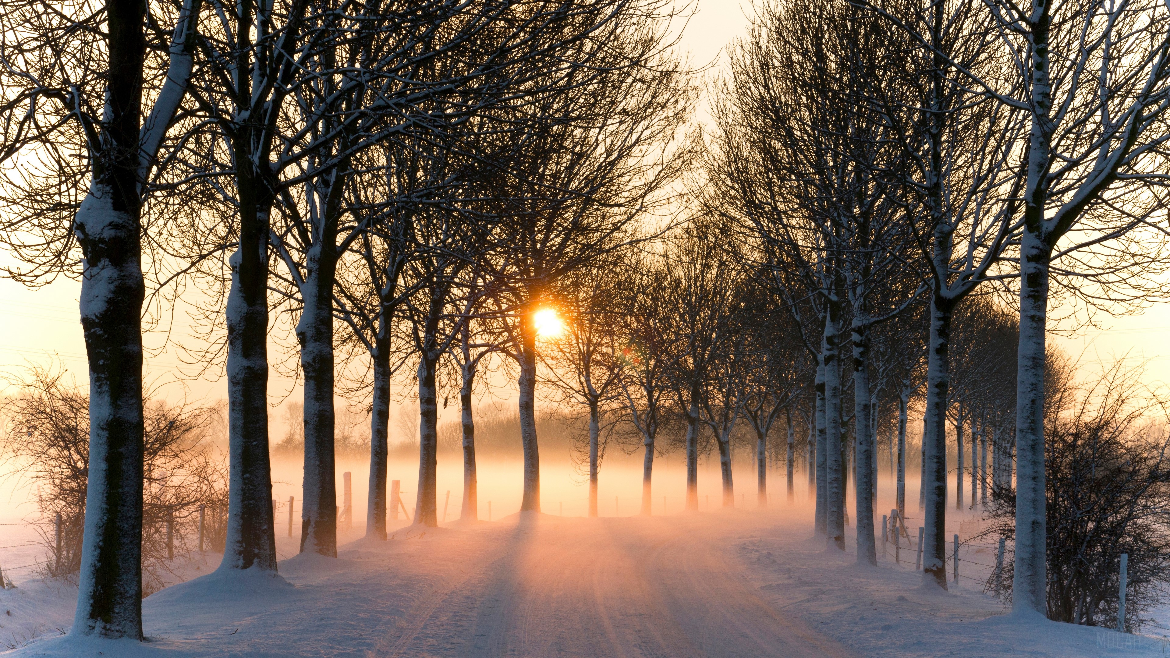 Snowy Road Lined with Trees at Sunset with Fog HD Wallpaper