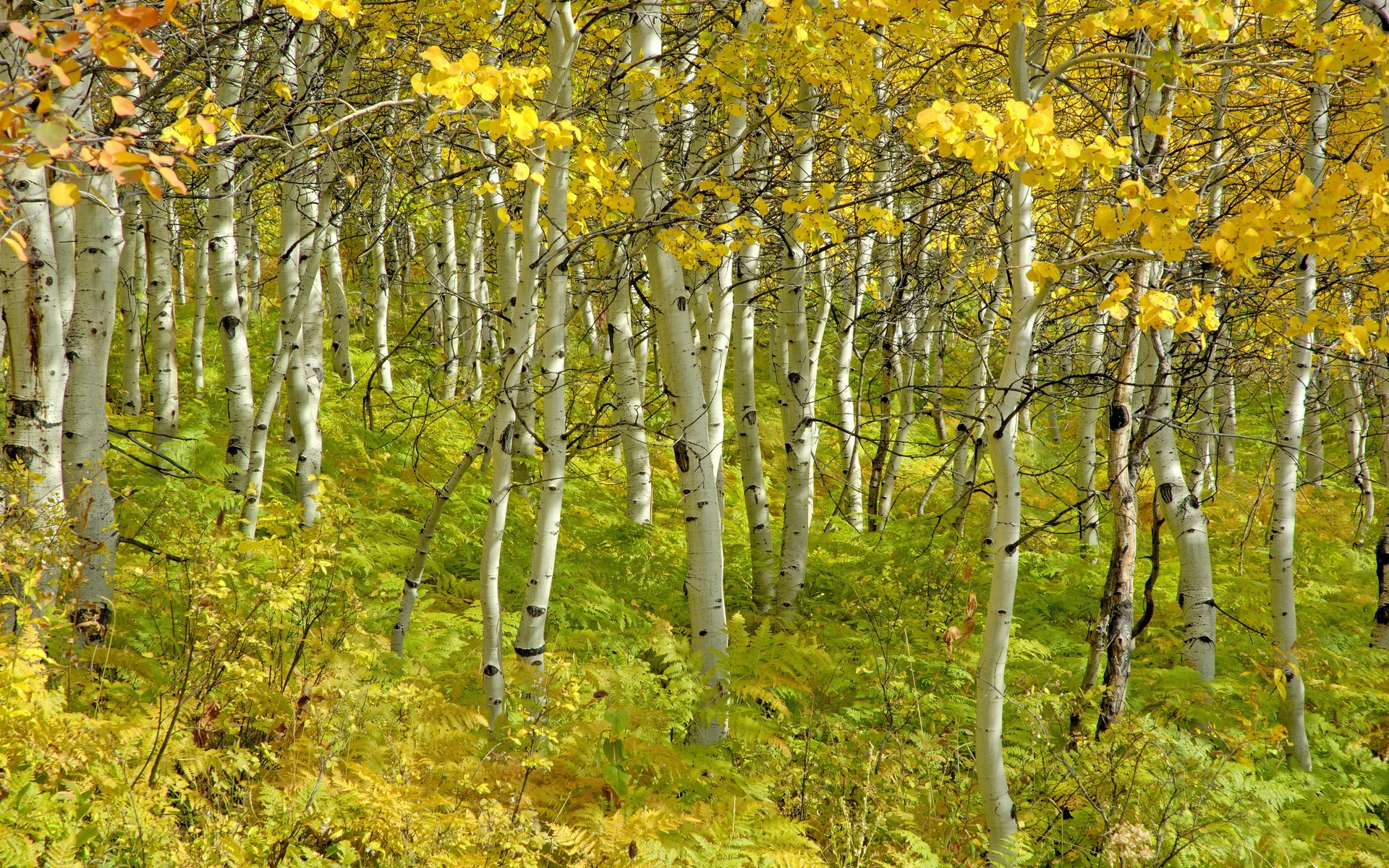 Aspen trees with yellow leaves and green ferns HD Wallpaper