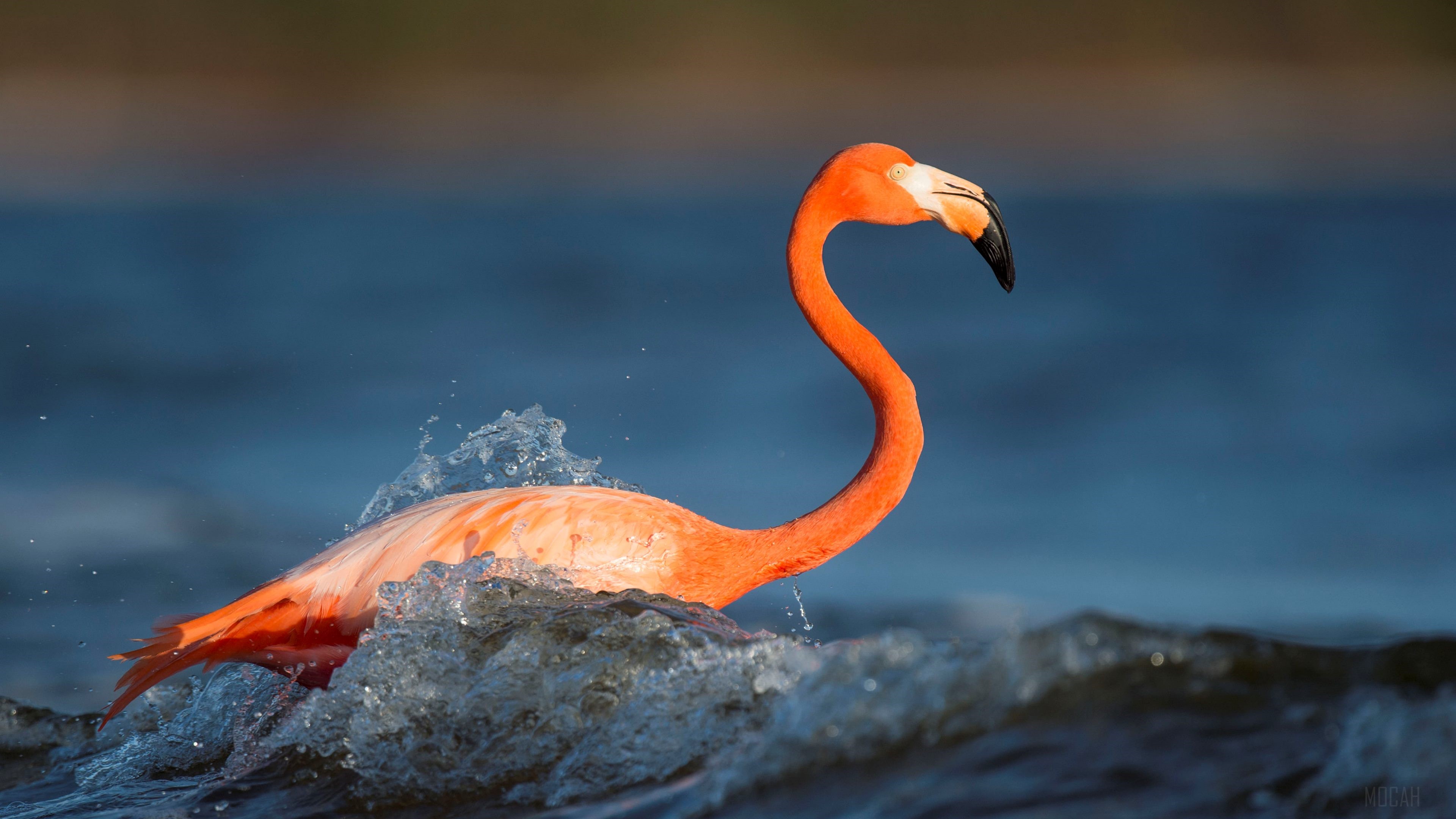 Flamingo wading in water HD Wallpaper
