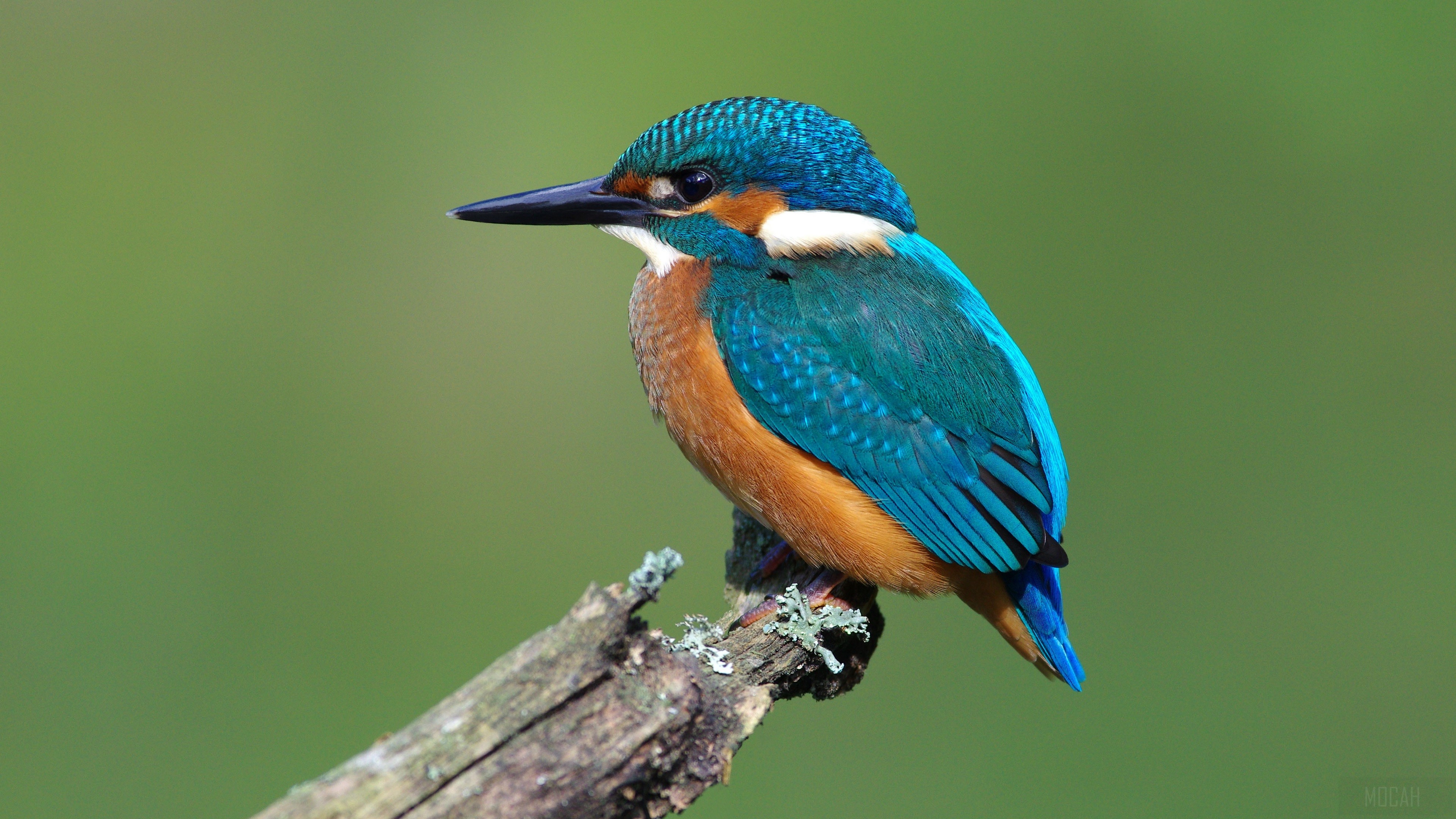 Kingfisher bird on a branch 4K HD Wallpaper